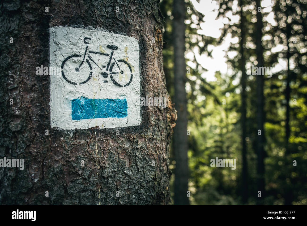 Pista ciclabile segni dipinti su un albero nella foresta Foto Stock