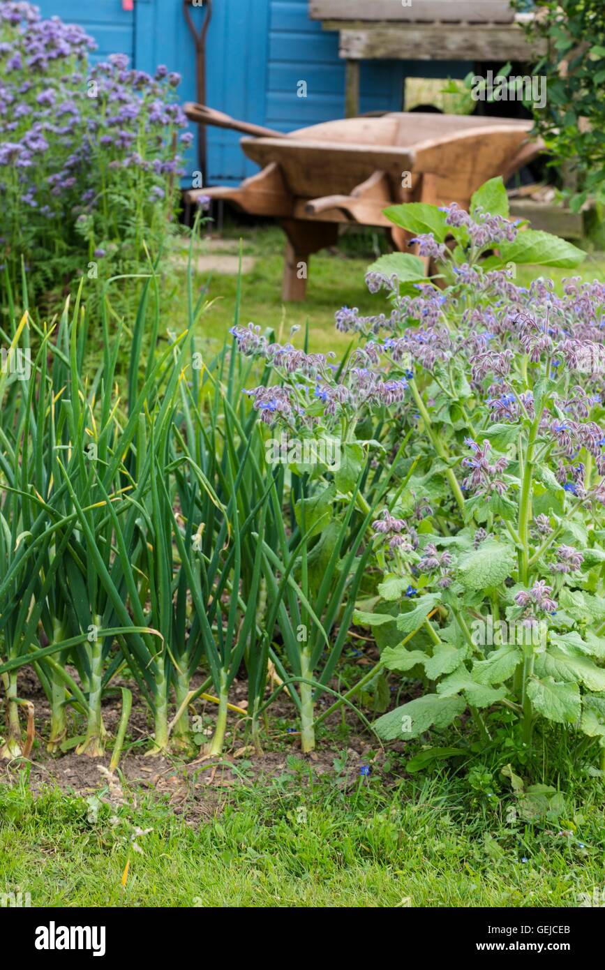 Rustico informale riparto con la fioritura Phacelia, borragine, cipolla raccolto e dipinte di blu capannone per il rimessaggio. Foto Stock