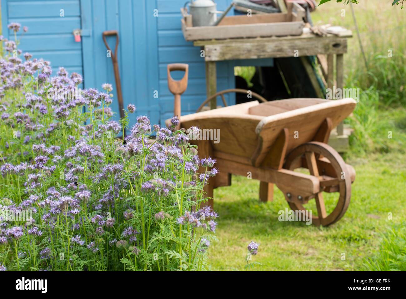 Rustico informale riparto con la fioritura Phacelia tanacetifolia, carriola in legno e verniciato blu capannone per il rimessaggio. Foto Stock