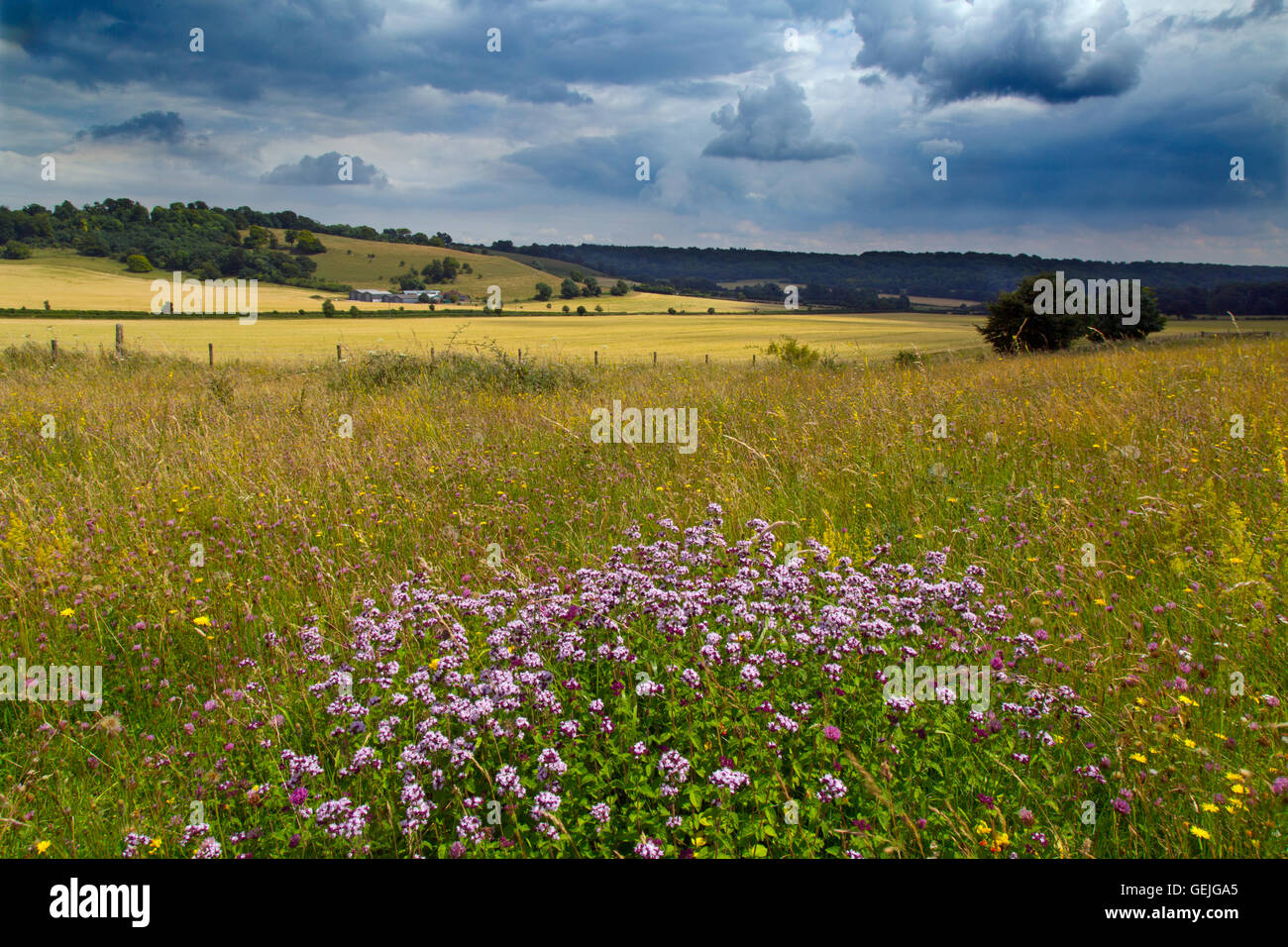 La Ridgeway a lunga distanza e percorso di Chiltern Downland Ivinghoe colline Bucks REGNO UNITO Foto Stock