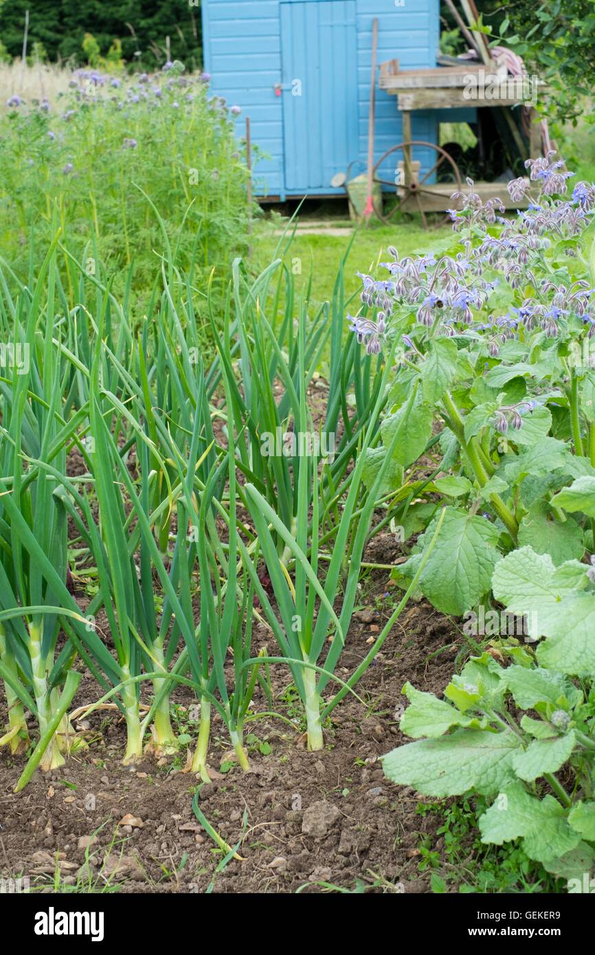 Rustico informale riparto con la fioritura Phacelia, borragine, cipolla raccolto e dipinte di blu capannone per il rimessaggio. Foto Stock