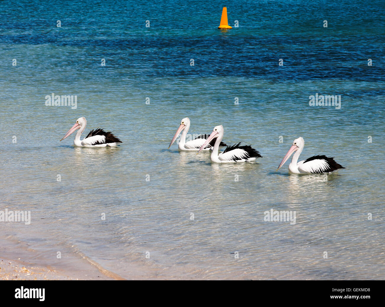 Splendida pellicani contro giorno caldo in Australia vicino Oceano Indiano. Foto Stock