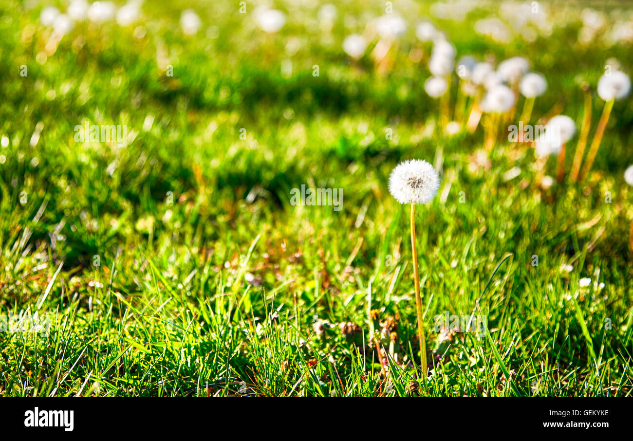 Il tarassaco andato alle sementi di prima serata luce su una soleggiata giornata di primavera. Foto Stock