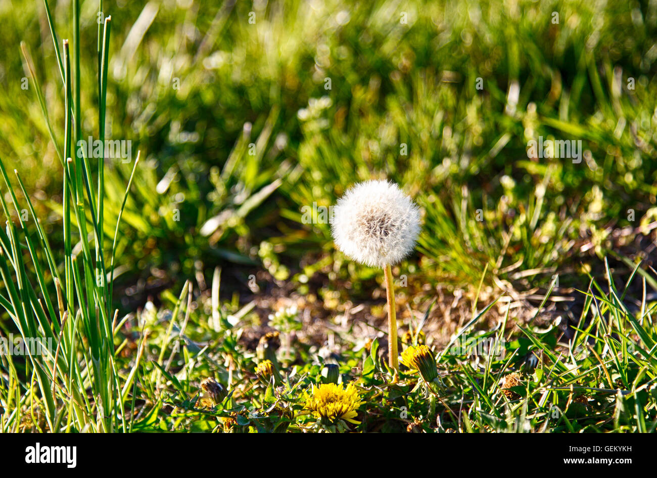 Il tarassaco andato alle sementi di prima serata luce su una soleggiata giornata di primavera. Foto Stock