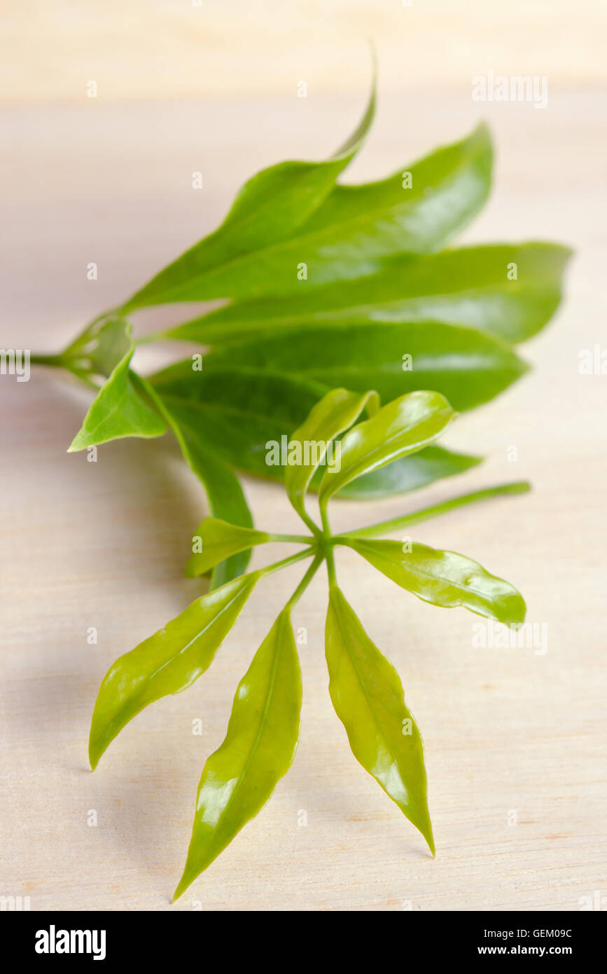 Araliaceae leaf - Famoso Thai Herb (chiamato anche come Schefflera leucantha R.Vig., Schefflera kwangsiensis Merr. ex H.L.Li, Scheffl Foto Stock
