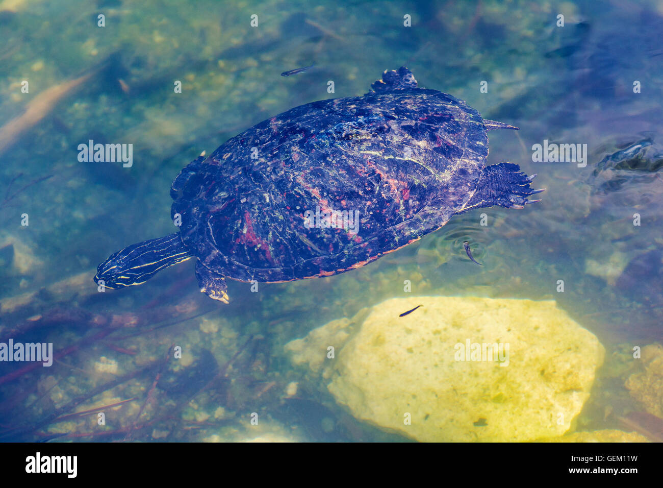 Florida, Big Pine Key, chiave Nazionale rifugio cervi, il Blue Hole, abbandonata cava di calcare Florida tartarughe di acqua dolce Foto Stock