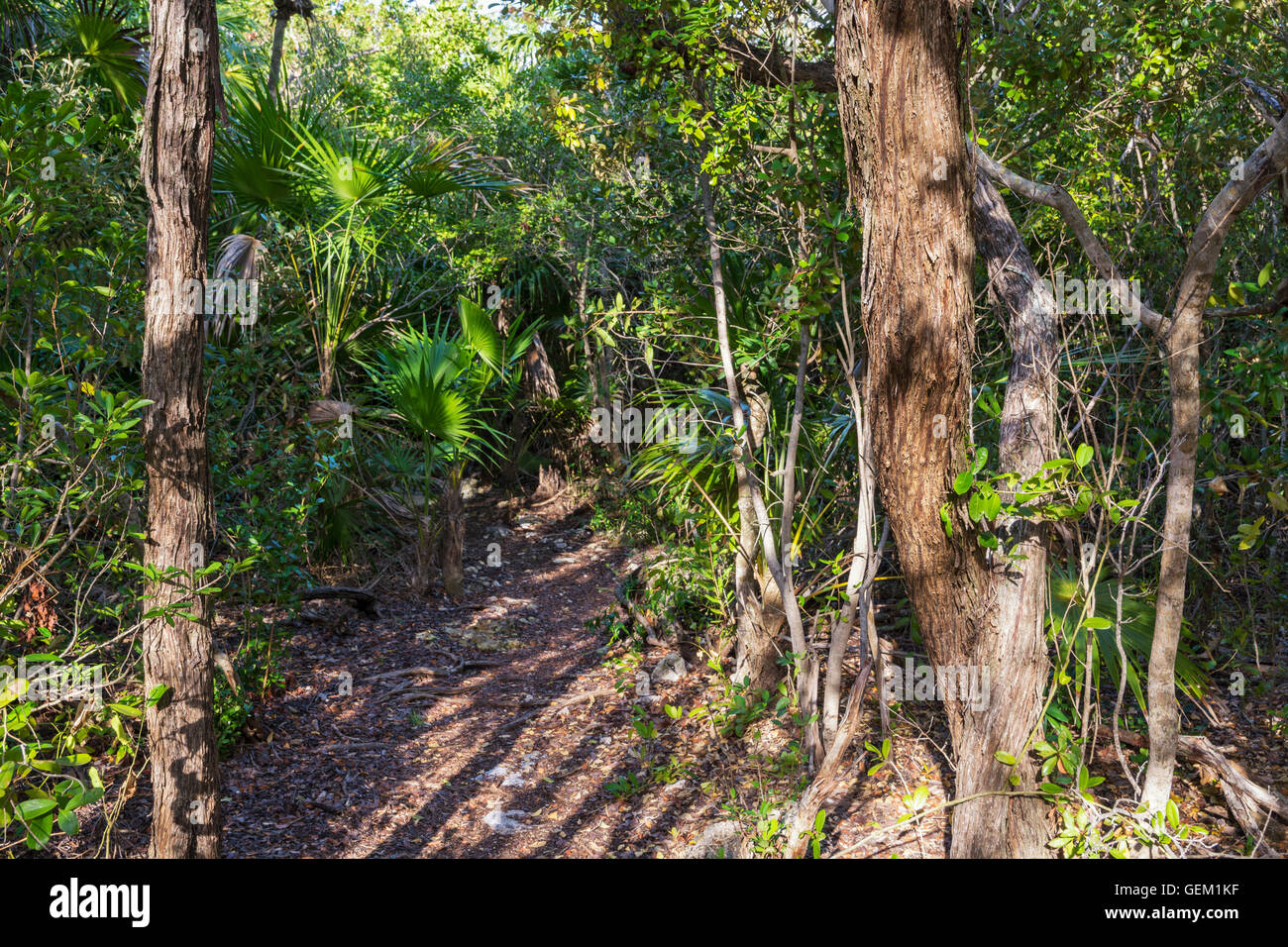 Florida, poco Crawl chiave maratona (vicinanze), Curry amaca stato parco Sentiero Natura Foto Stock