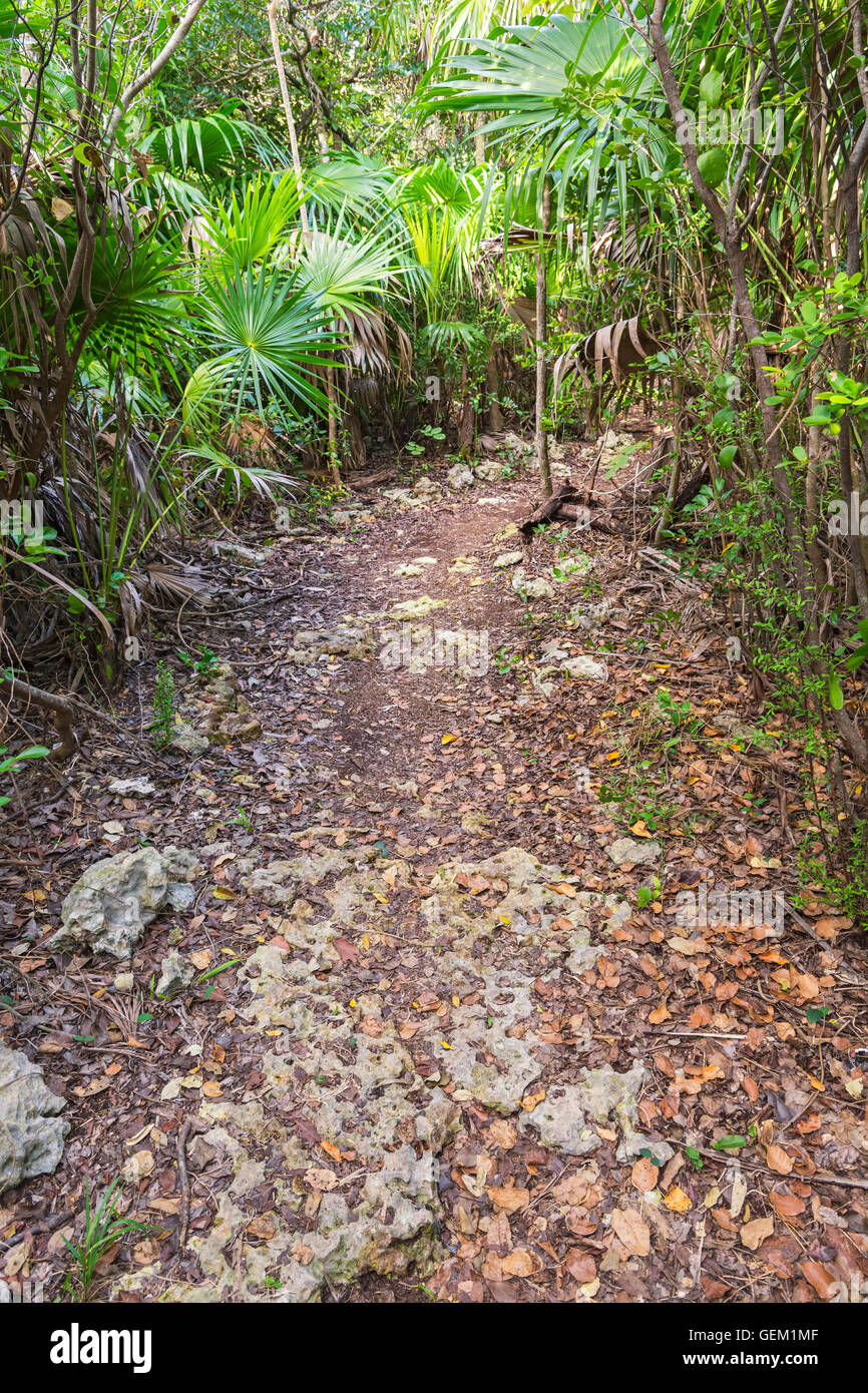 Florida, poco Crawl chiave maratona (vicinanze), Curry amaca stato parco Sentiero Natura Foto Stock