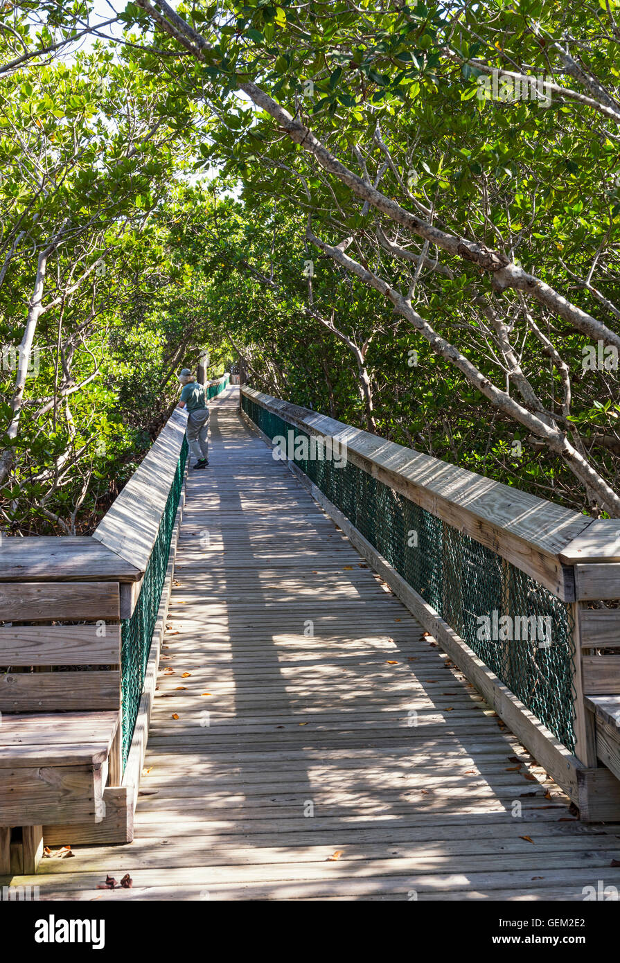 Florida Keys, lungo stato chiave Park, Golden Orb Sentiero Natura, boardwalk attraverso la foresta di mangrovie Foto Stock