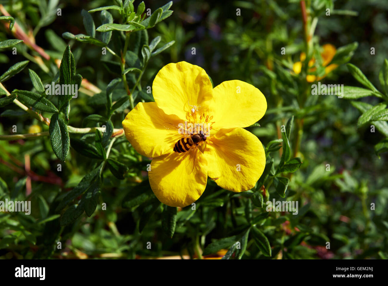 Hoverfly su arbustiva Cinquefoil fiore Foto Stock