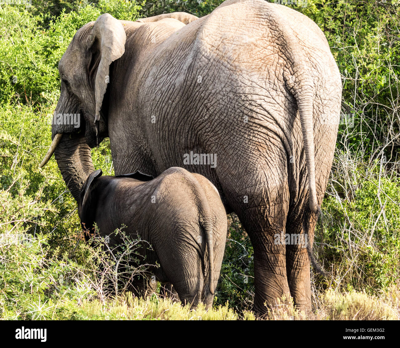 Elefante adulto e alimentazione di vitello Foto Stock