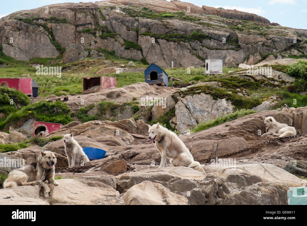 Groenlandese Huskies (Canis lupus familiaris borealis) cani incatenati fino all'esterno in estate. Sisimiut (Holsteinsborg), Qeqqata, Groenlandia. Foto Stock