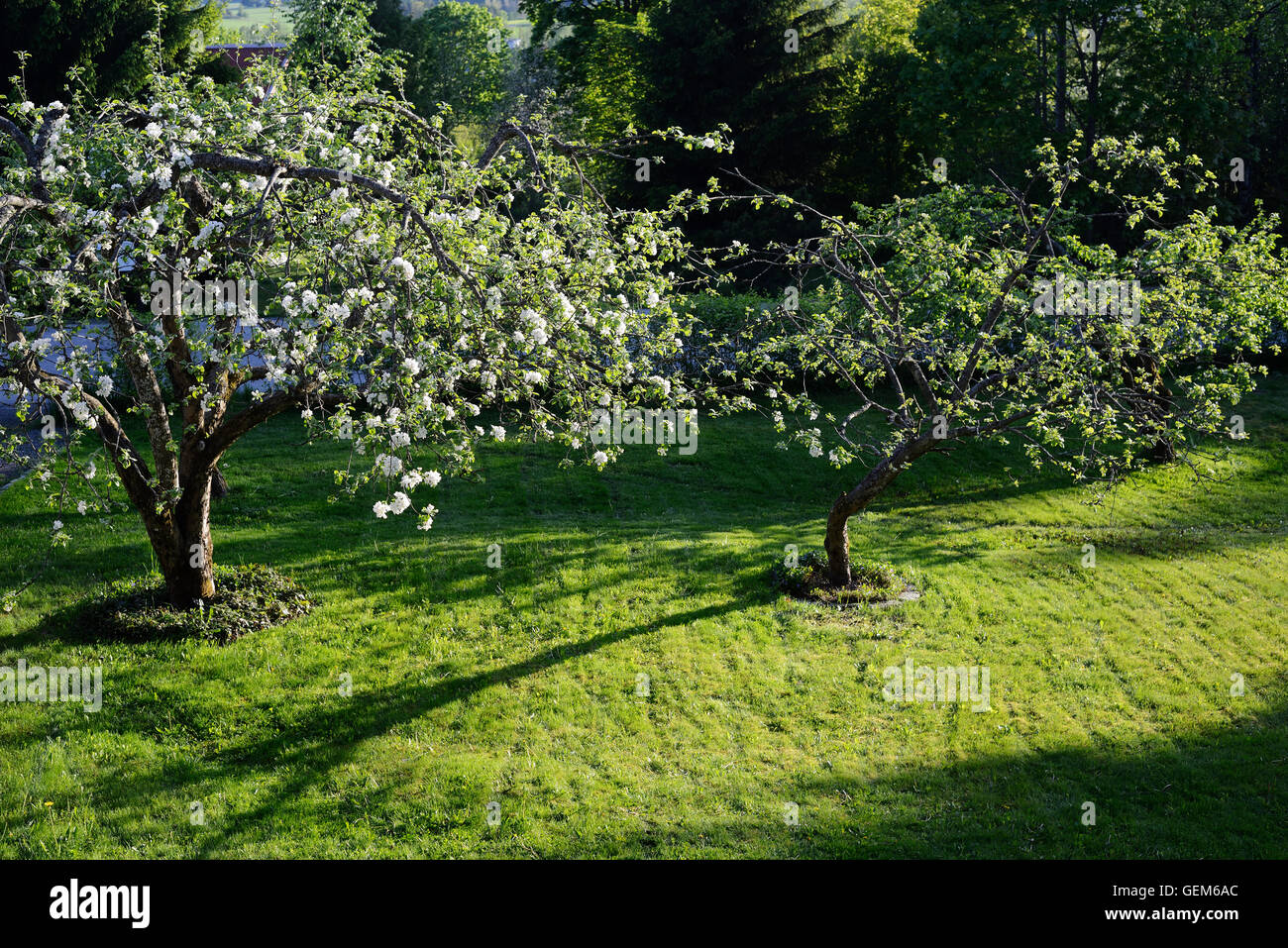 Blooming melo in giardino, orizzontale Foto Stock