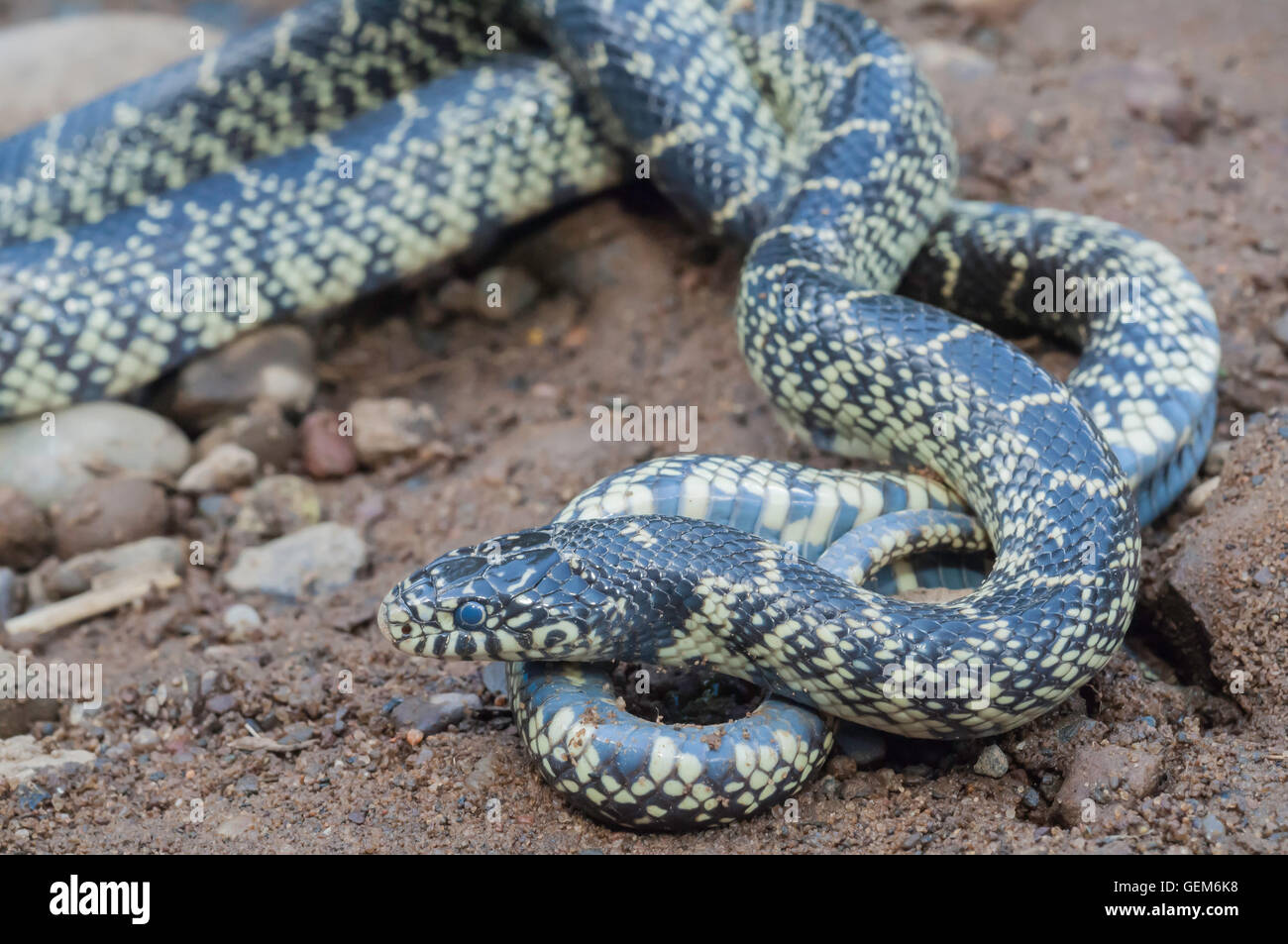 Chiazzato, kingsnake Lampropeltis getula holbrooki, endemico negli Stati Uniti Foto Stock