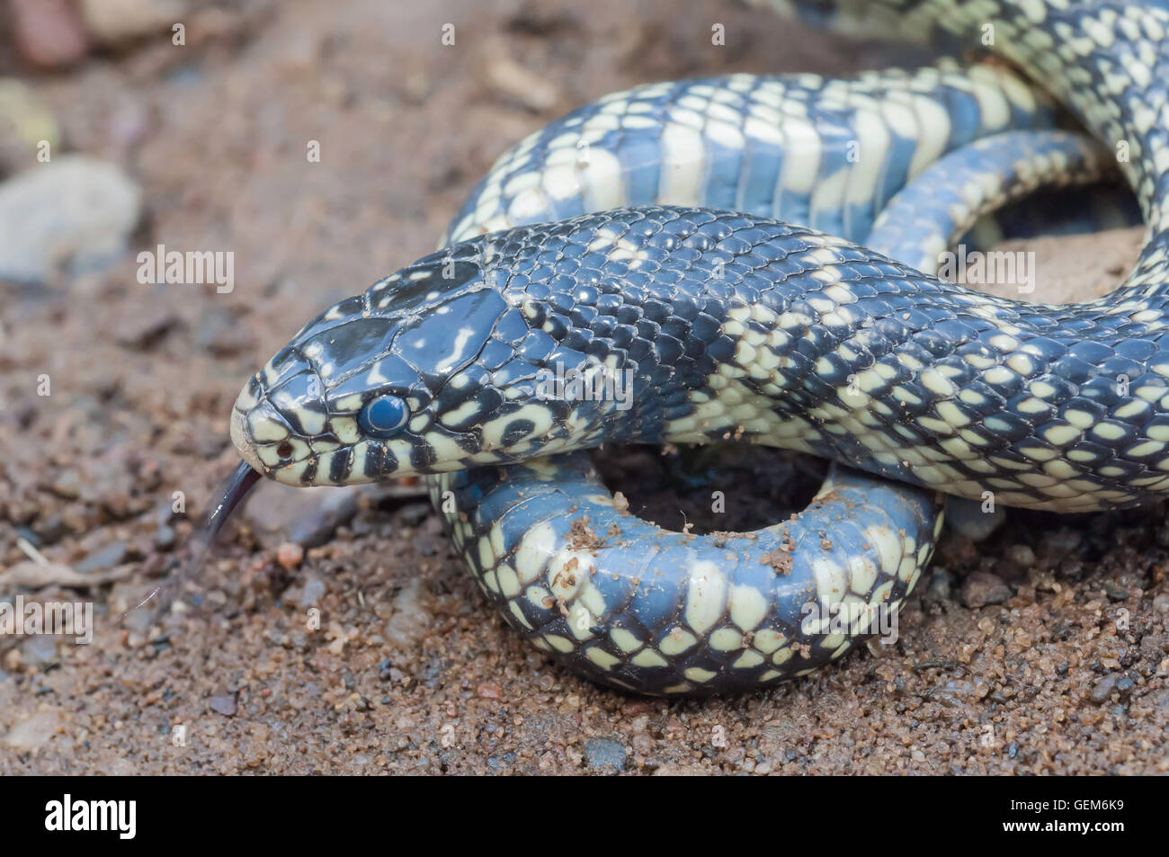 Chiazzato, kingsnake Lampropeltis getula holbrooki, endemico negli Stati Uniti Foto Stock