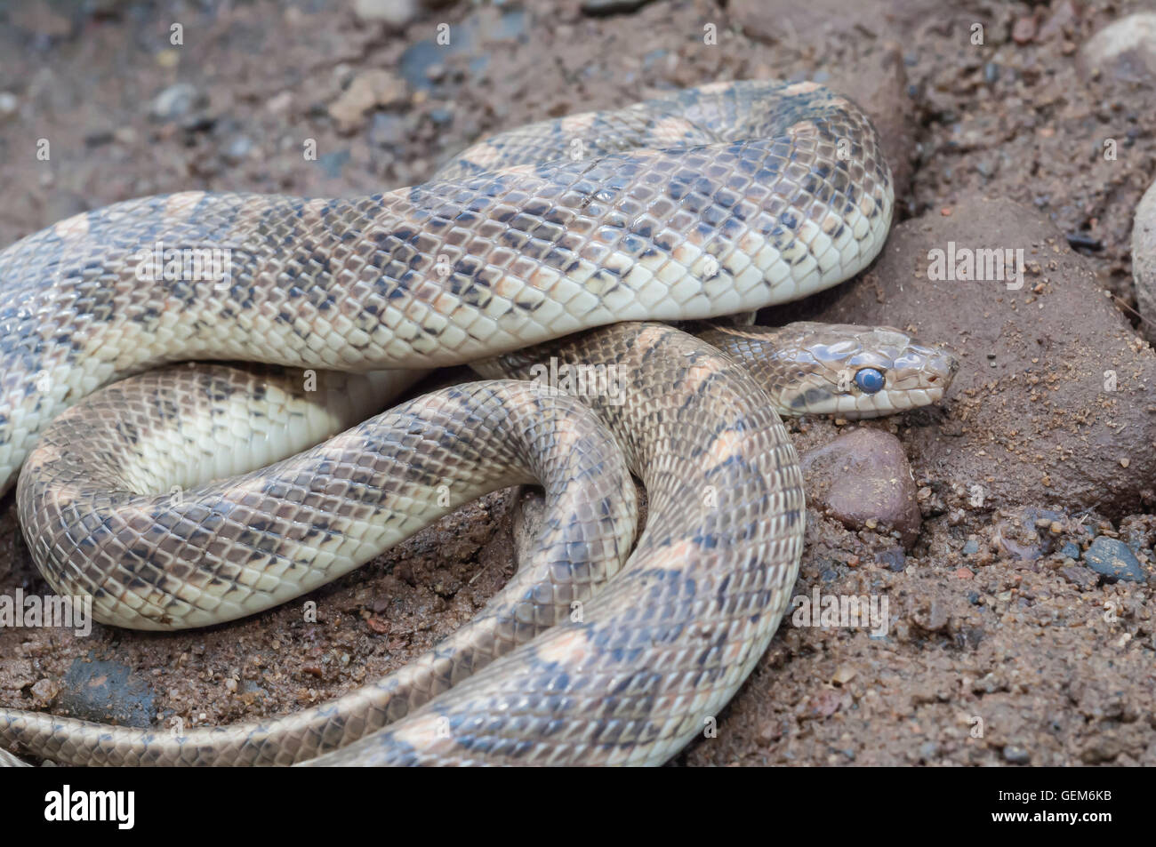 Serpente lucido, Arizona elegans, endemico a sudovest degli Stati Uniti e del Messico Foto Stock