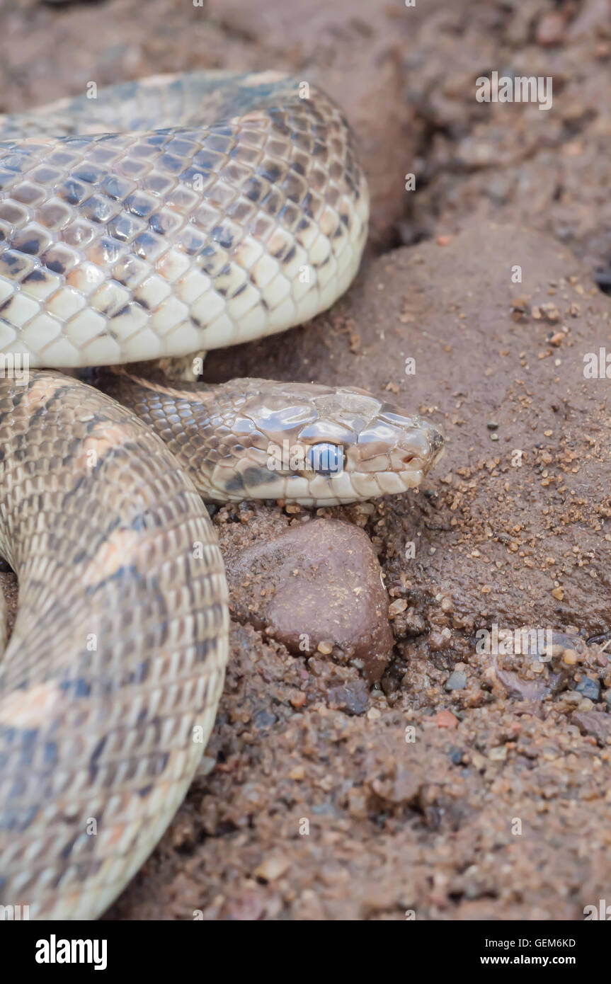 Serpente lucido, Arizona elegans, endemico a sudovest degli Stati Uniti e del Messico Foto Stock