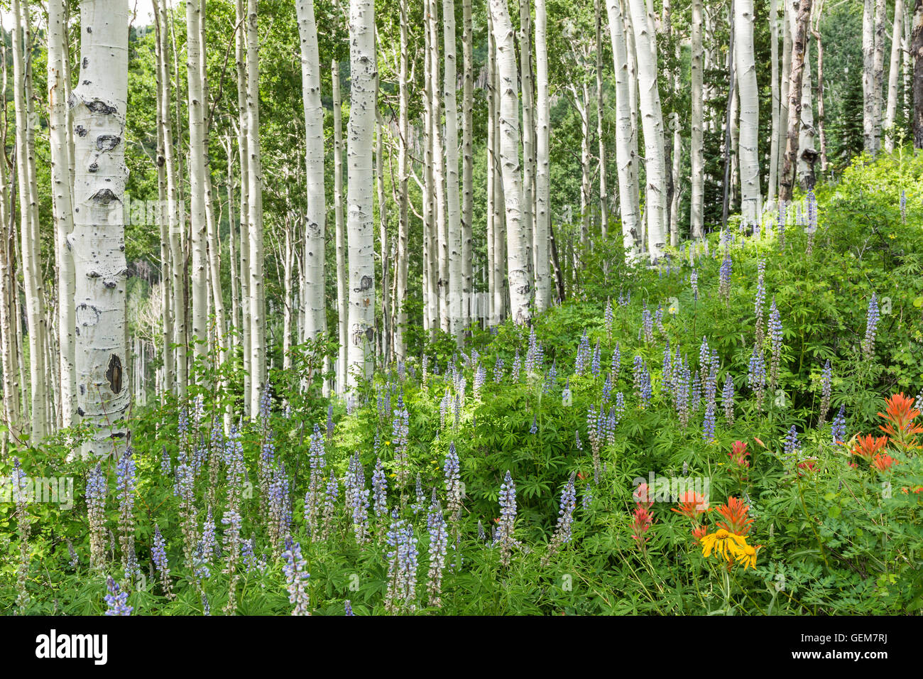 La luce del sole luci di posizione aspen alberi su un pendio con Lupino e altri fiori selvatici alpini La Sal Mountains of Utah Foto Stock