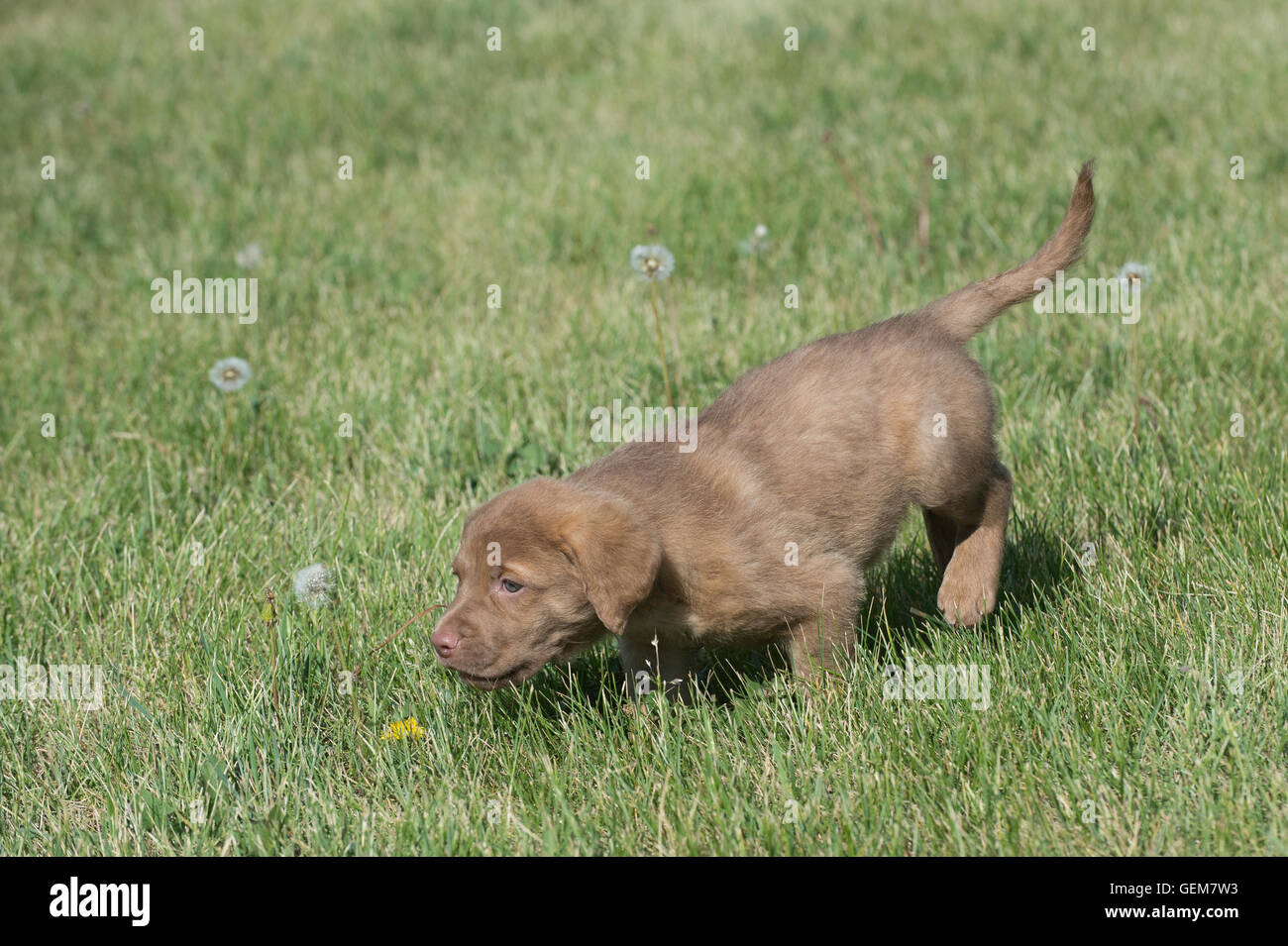 Cinque settimane di Chesapeake Bay Retriever cucciolo, in erba Foto Stock