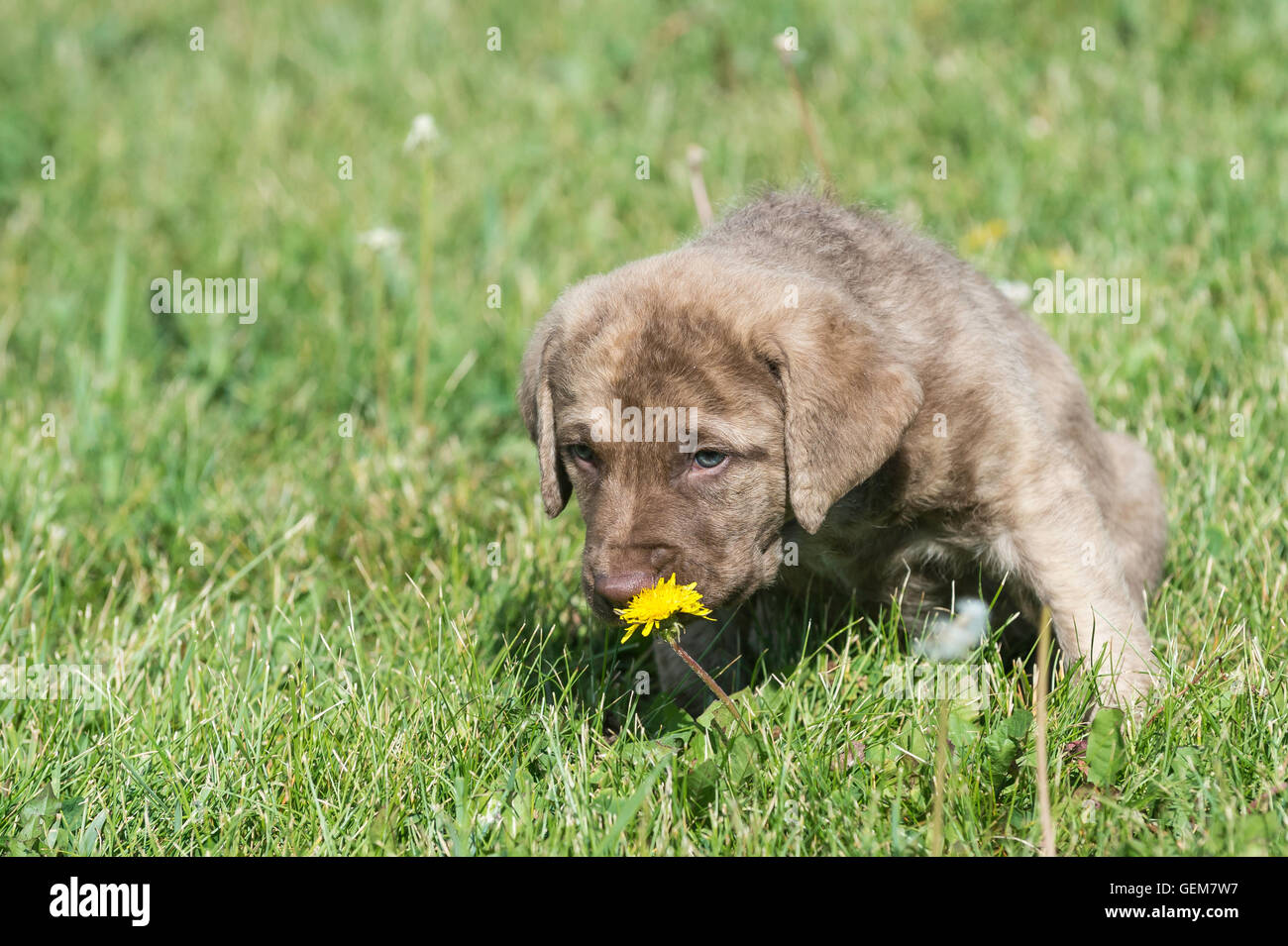 Cinque settimane di Chesapeake Bay Retriever cucciolo, in erba Foto Stock