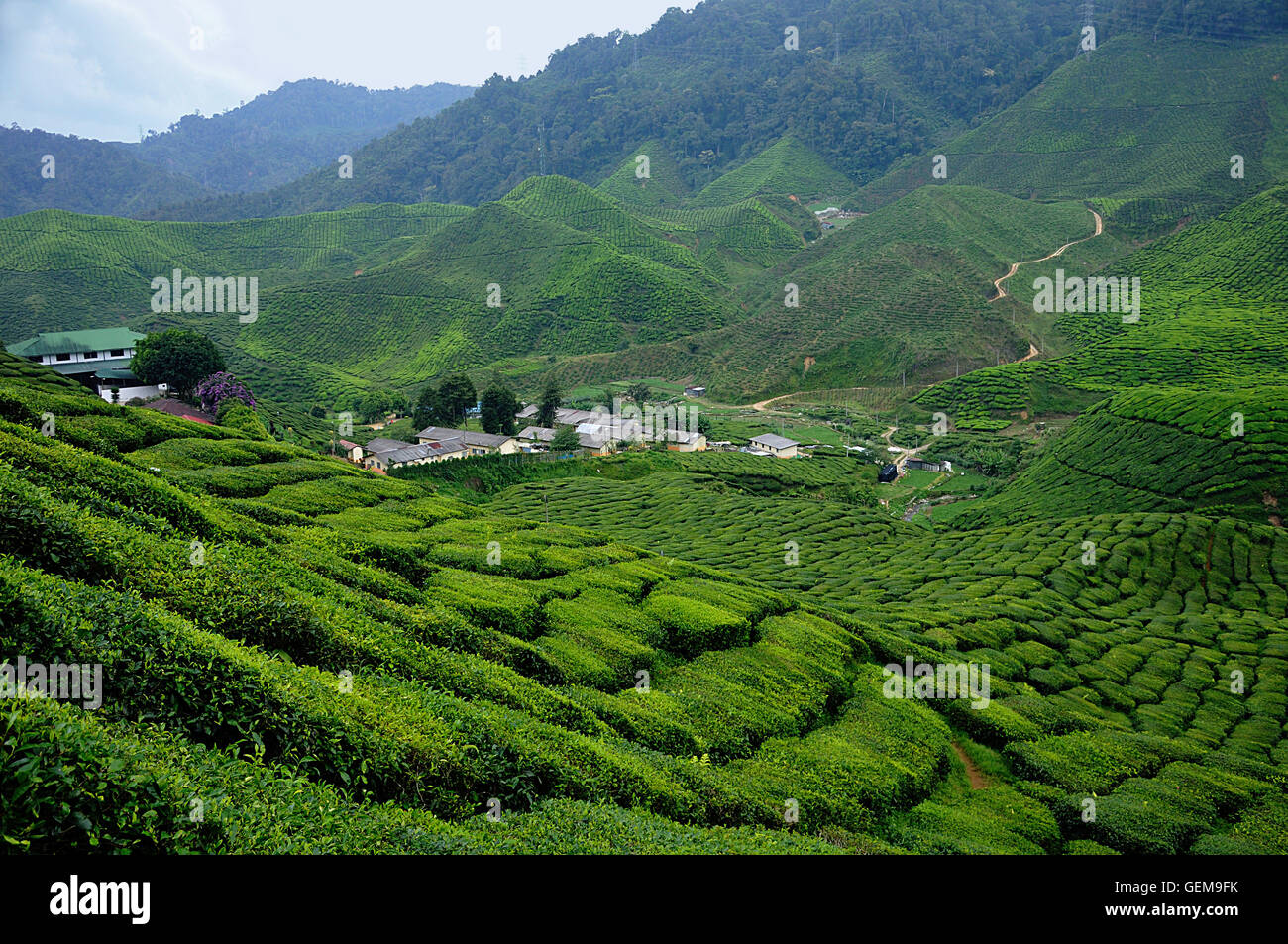 La piantagione di tè in Cameron Highlands, Malaysia Foto Stock
