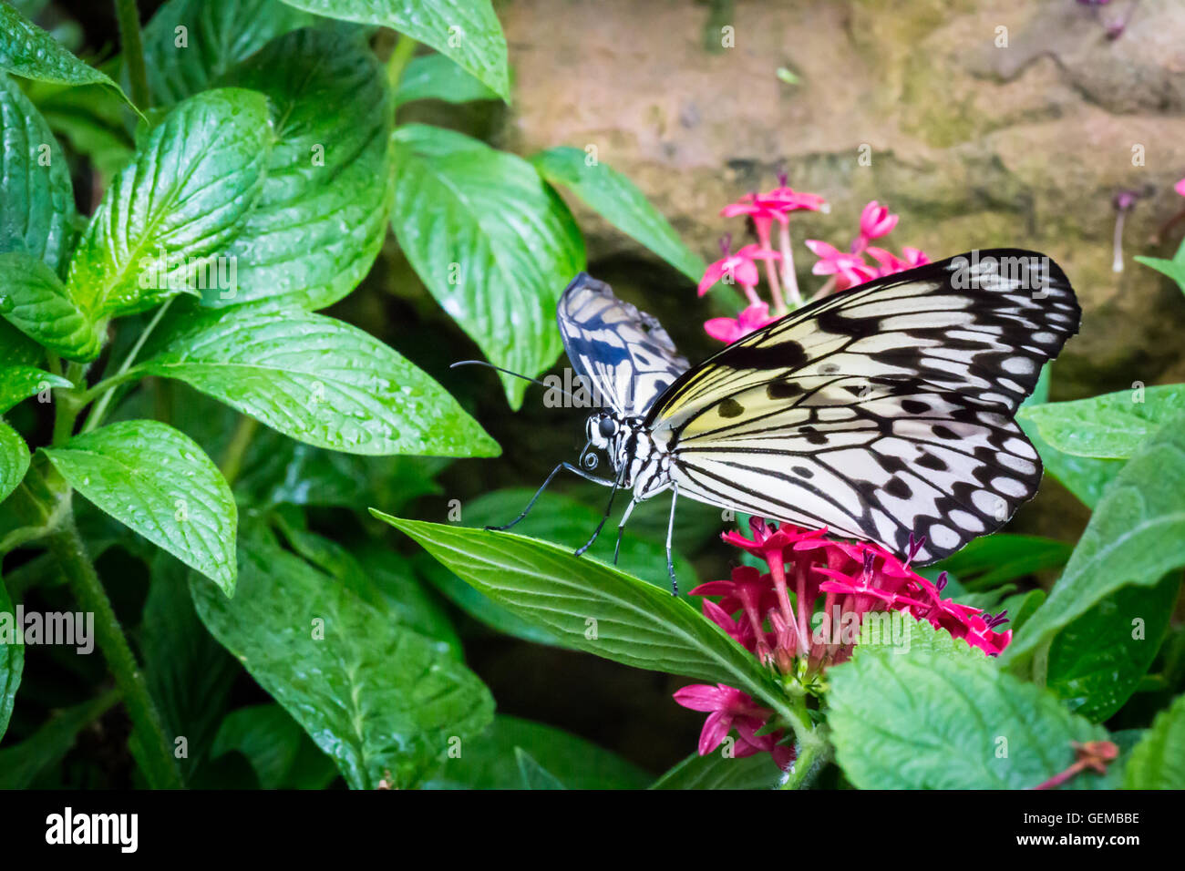 Aquilone di carta Butterfly Foto Stock