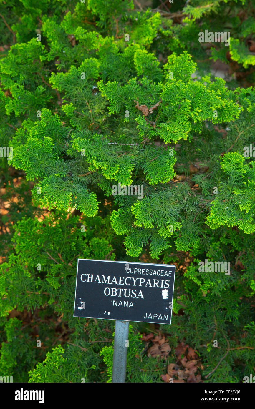 Chamaecyparis obtusa Nana, San Francisco Giardino Botanico, Golden Gate Park di San Francisco, California Foto Stock