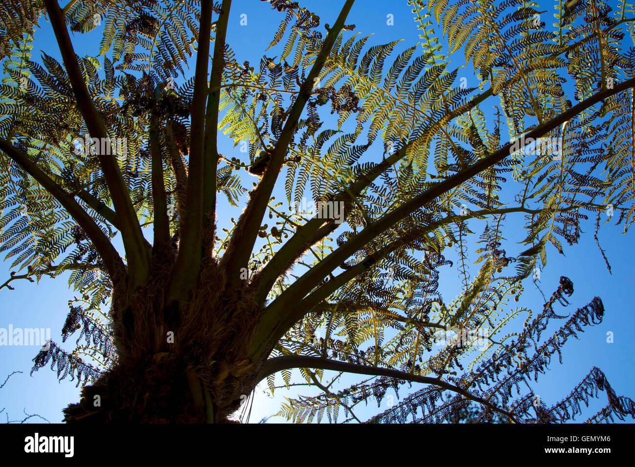 Cyathea cooperi fronde, San Francisco Giardino Botanico, Golden Gate Park di San Francisco, California Foto Stock