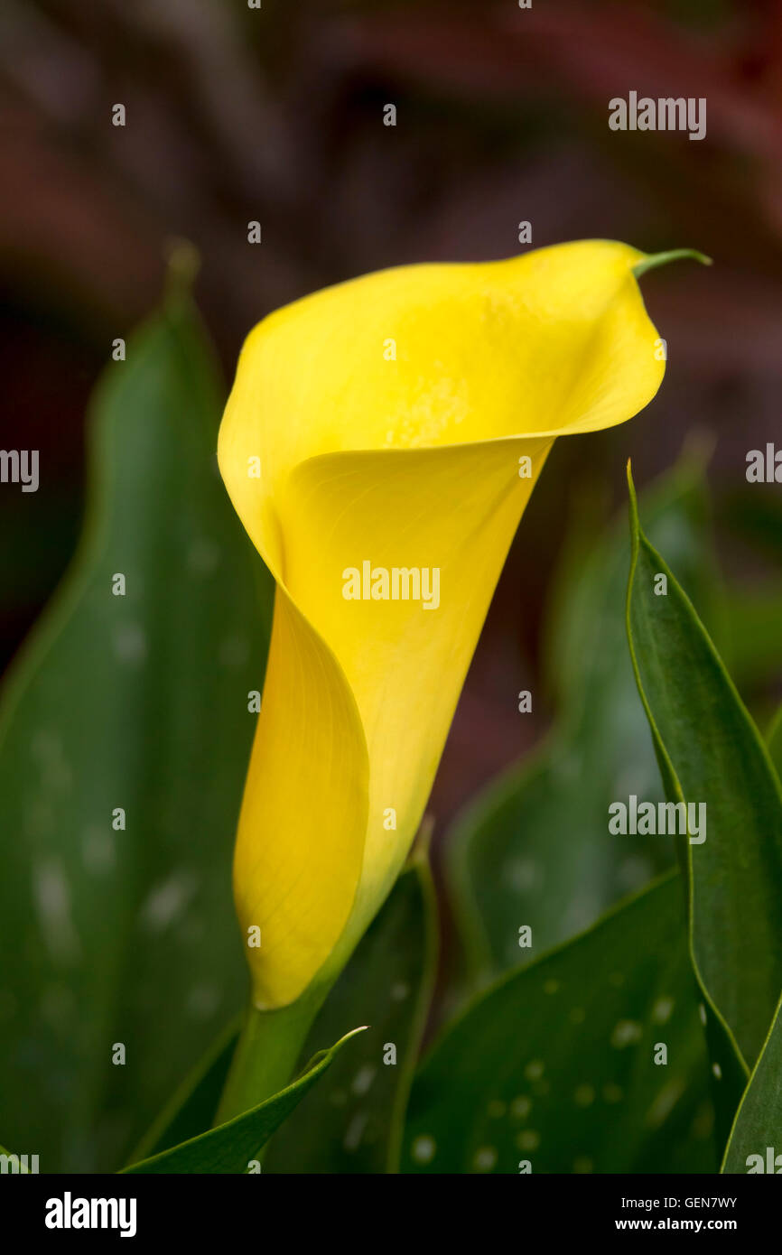 Arum Lily. Zantedeschia aethiopica (forma gialla) Foto Stock