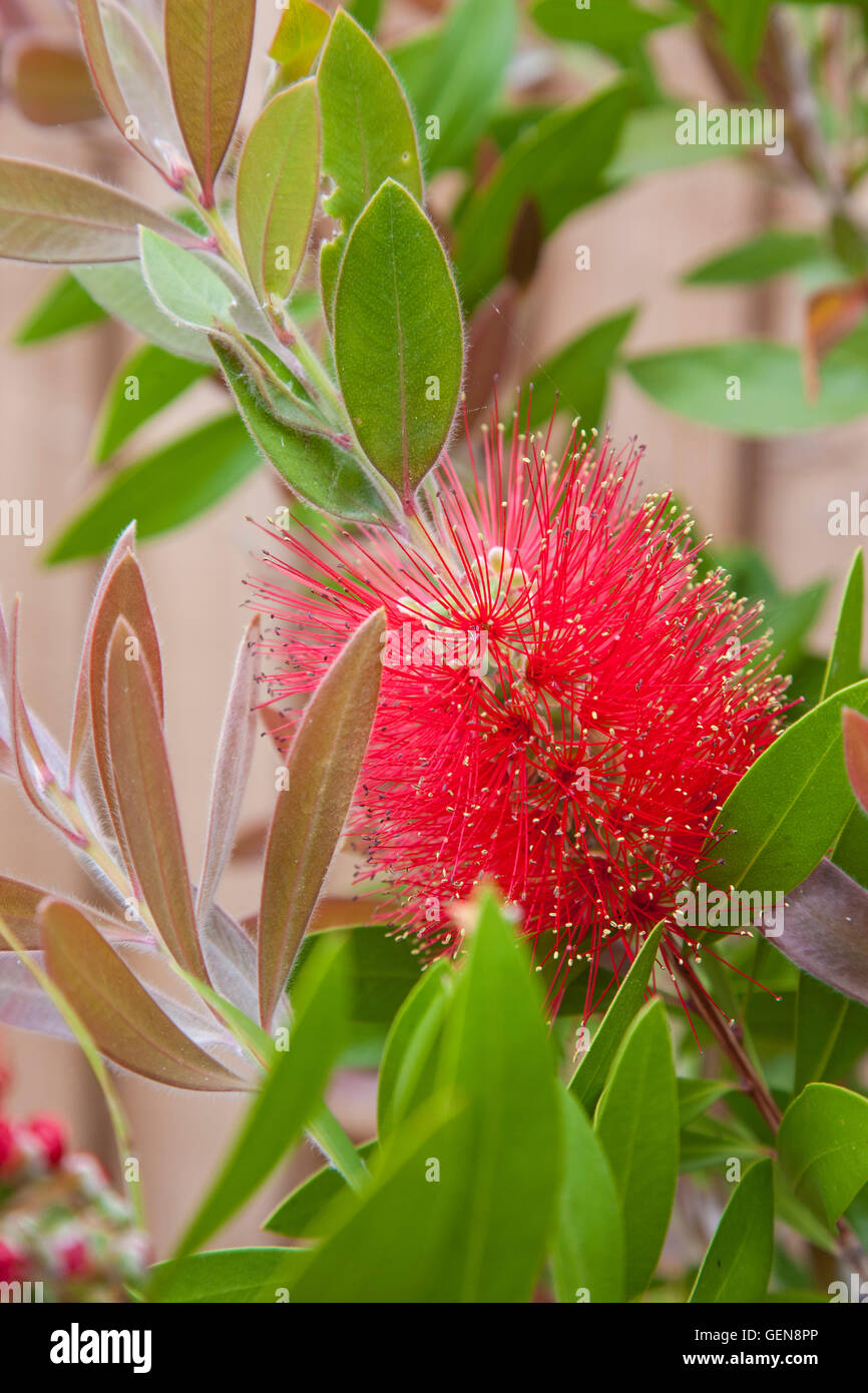 Callistemon citrinus 'Splendens', o comunemente chiamato Crimson scovolino da bottiglia 'Splendens' Foto Stock