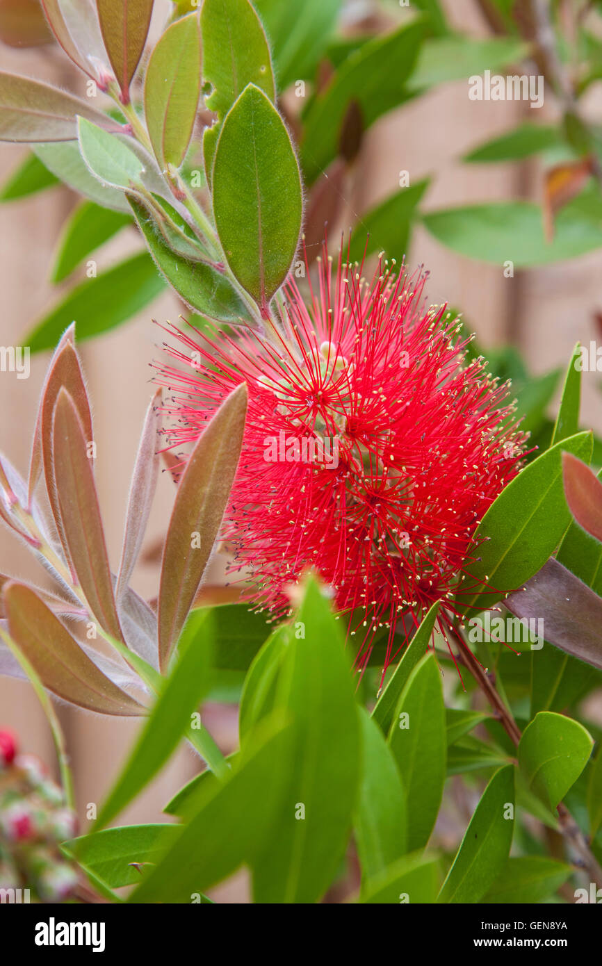Callistemon citrinus 'Splendens', o comunemente chiamato Crimson scovolino da bottiglia 'Splendens' Foto Stock