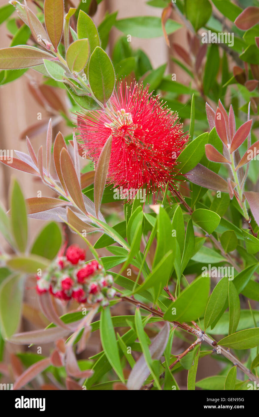 Callistemon citrinus 'Splendens', o comunemente chiamato Crimson scovolino da bottiglia 'Splendens' Foto Stock