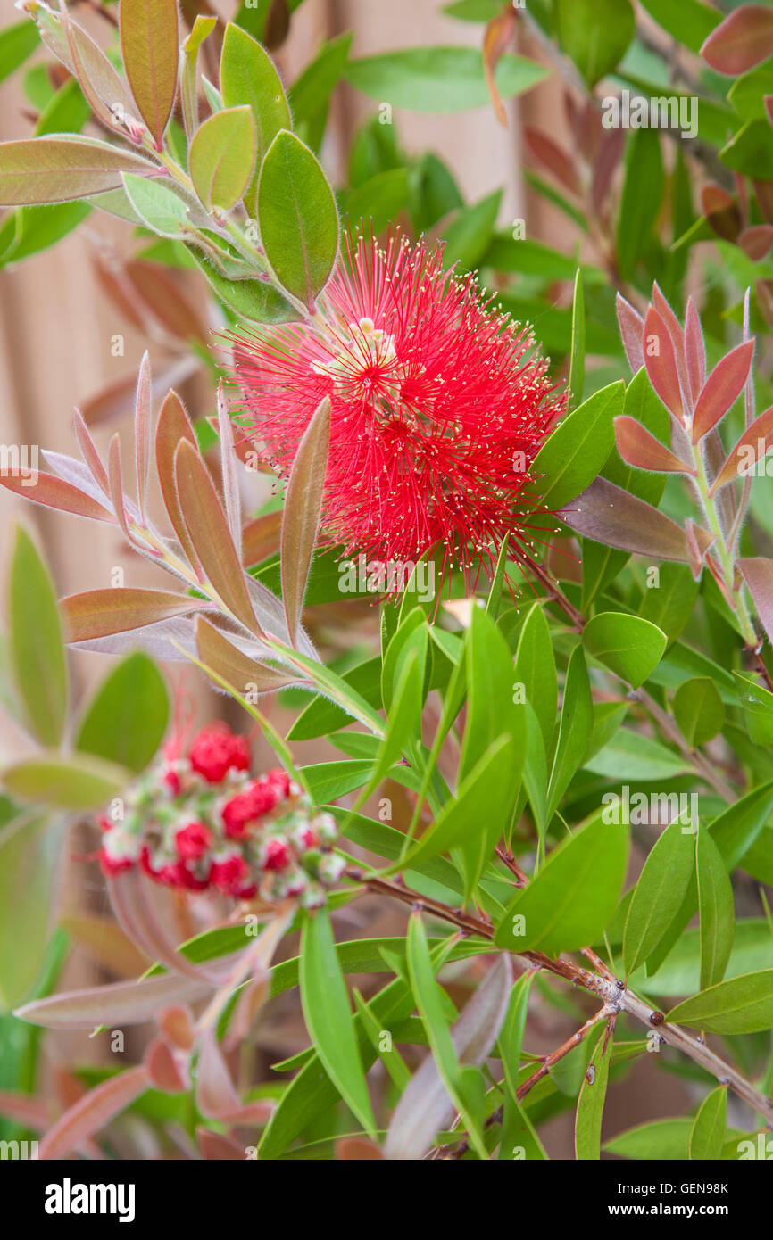 Callistemon citrinus 'Splendens', o comunemente chiamato Crimson scovolino da bottiglia 'Splendens' Foto Stock
