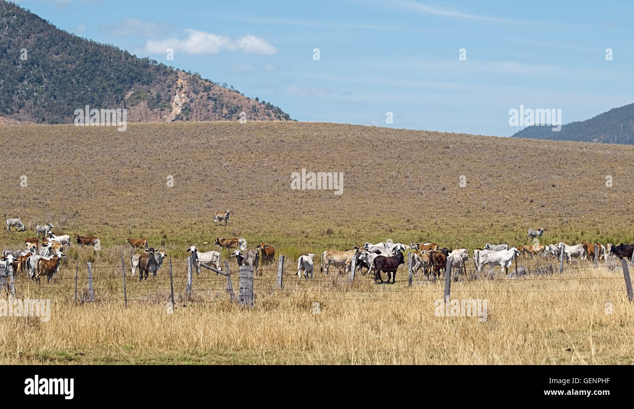 Vacche e australian allevamento bovino pascolano su terreni agricoli ranch in Australia per l'agricoltura Foto Stock