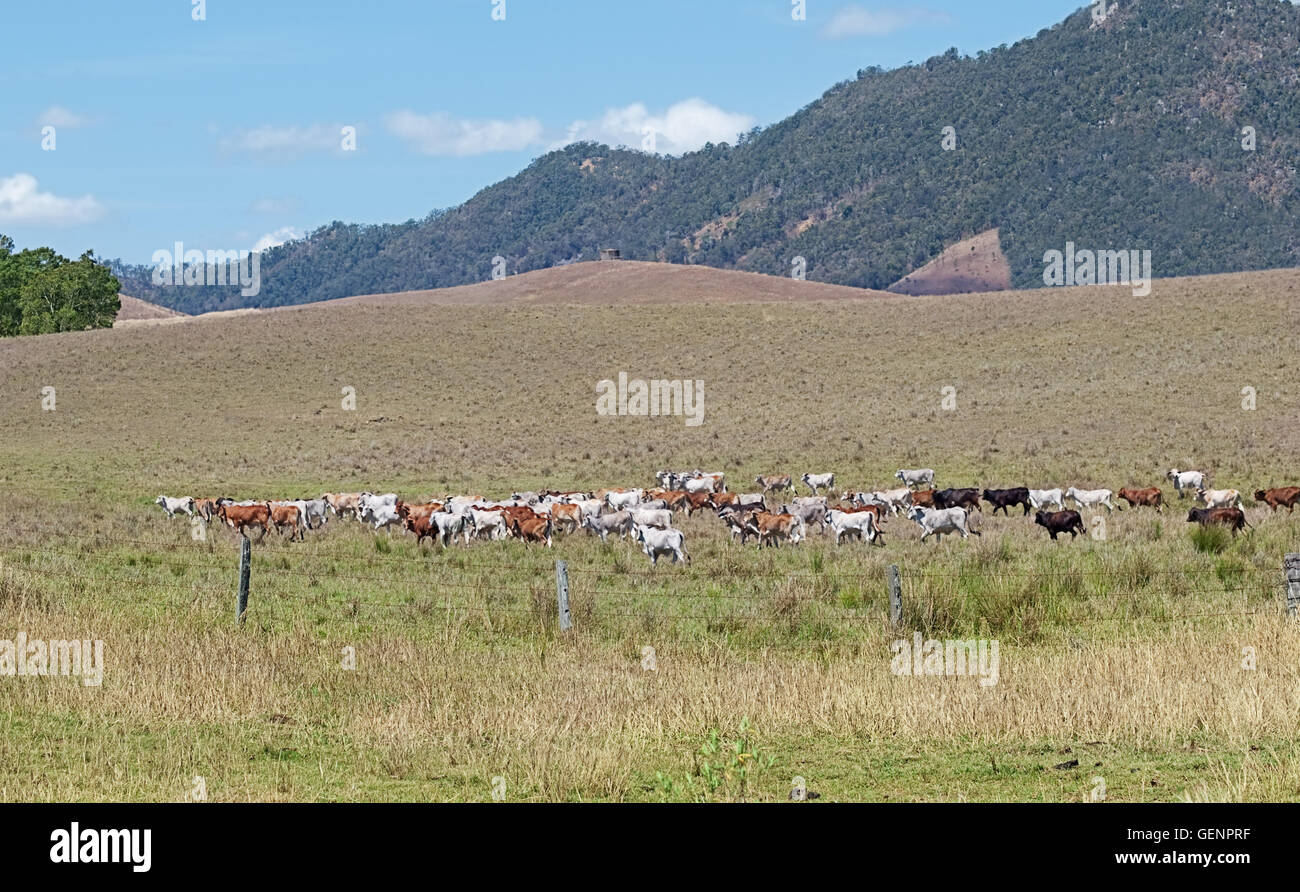Australian bovini da carne e le vacche cross ranch farmland in Australia per il paesaggio agricolo Foto Stock