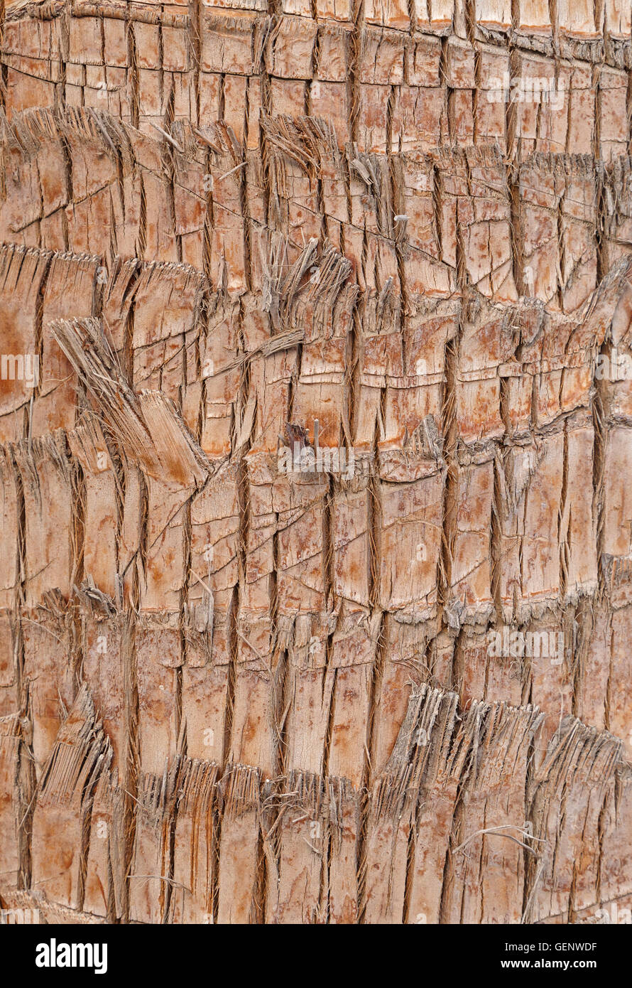 Close up di palm di corteccia di albero Foto Stock