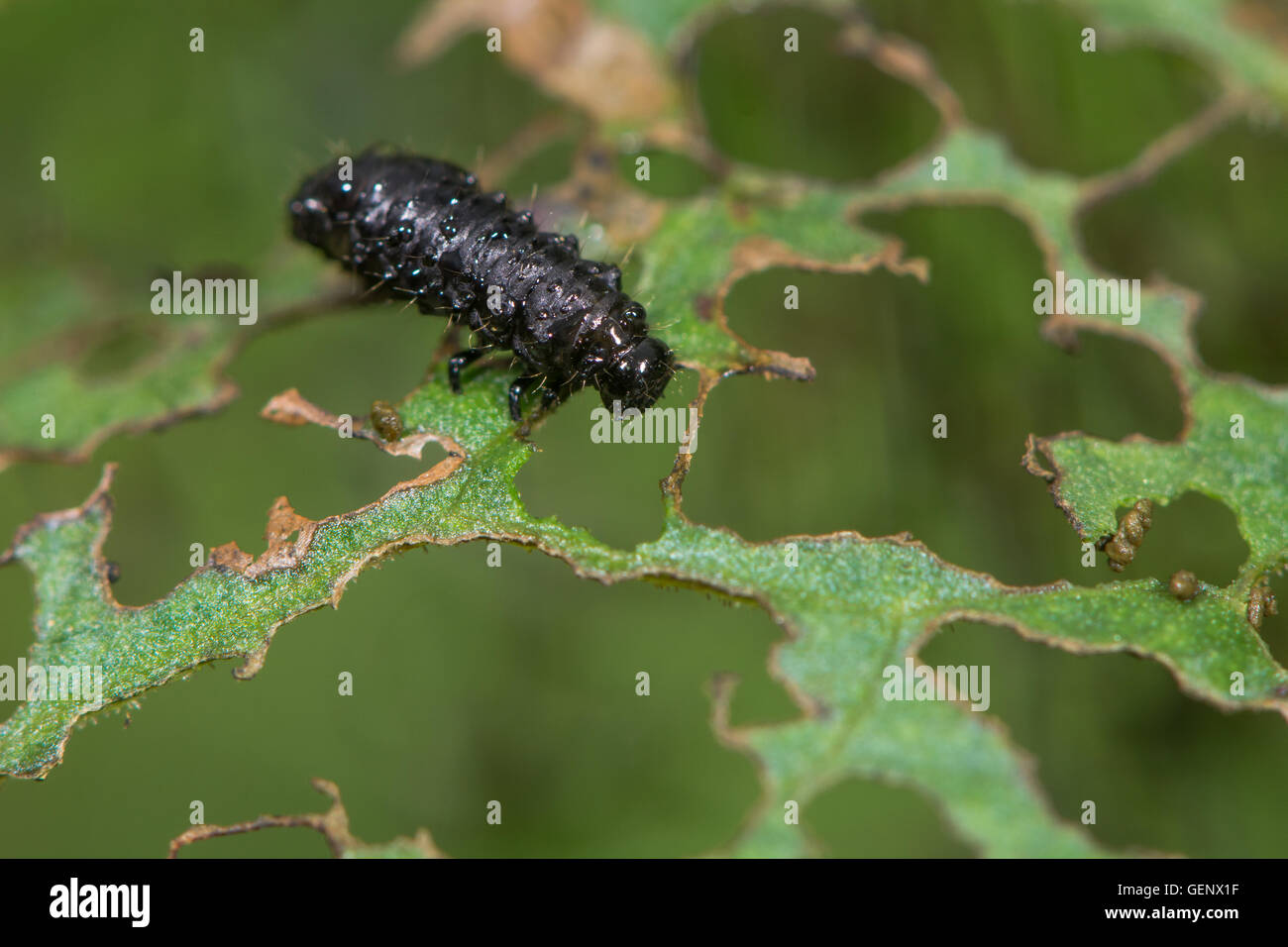 Verde scarabeo dock (Gastrophysa viridula) larva. Forma immatura in famiglia Chrysomelidae, su scheletro di mangiato foglia di foodplant Foto Stock