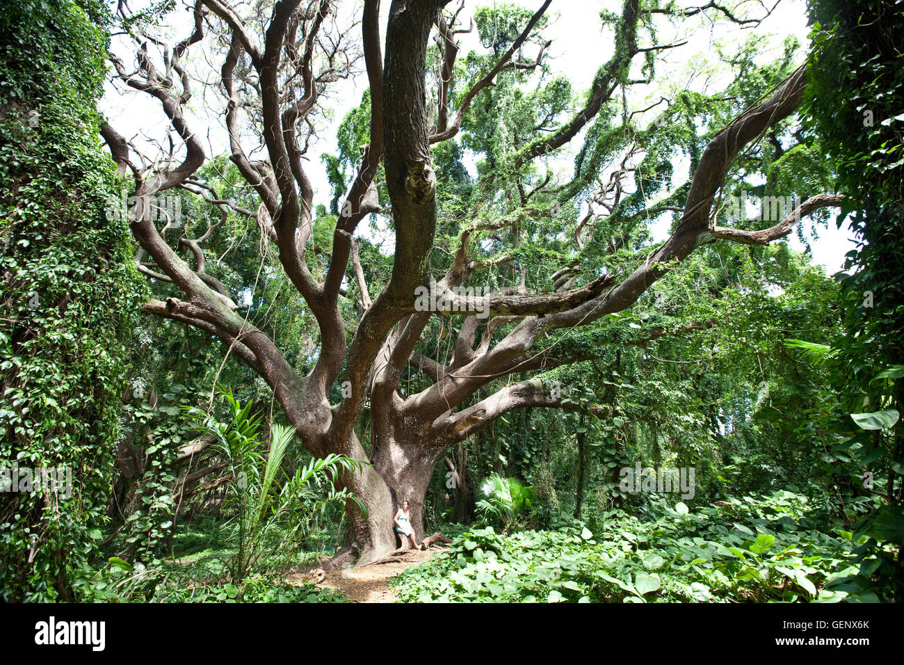 Grande albero nella foresta vergine di Maui Foto Stock