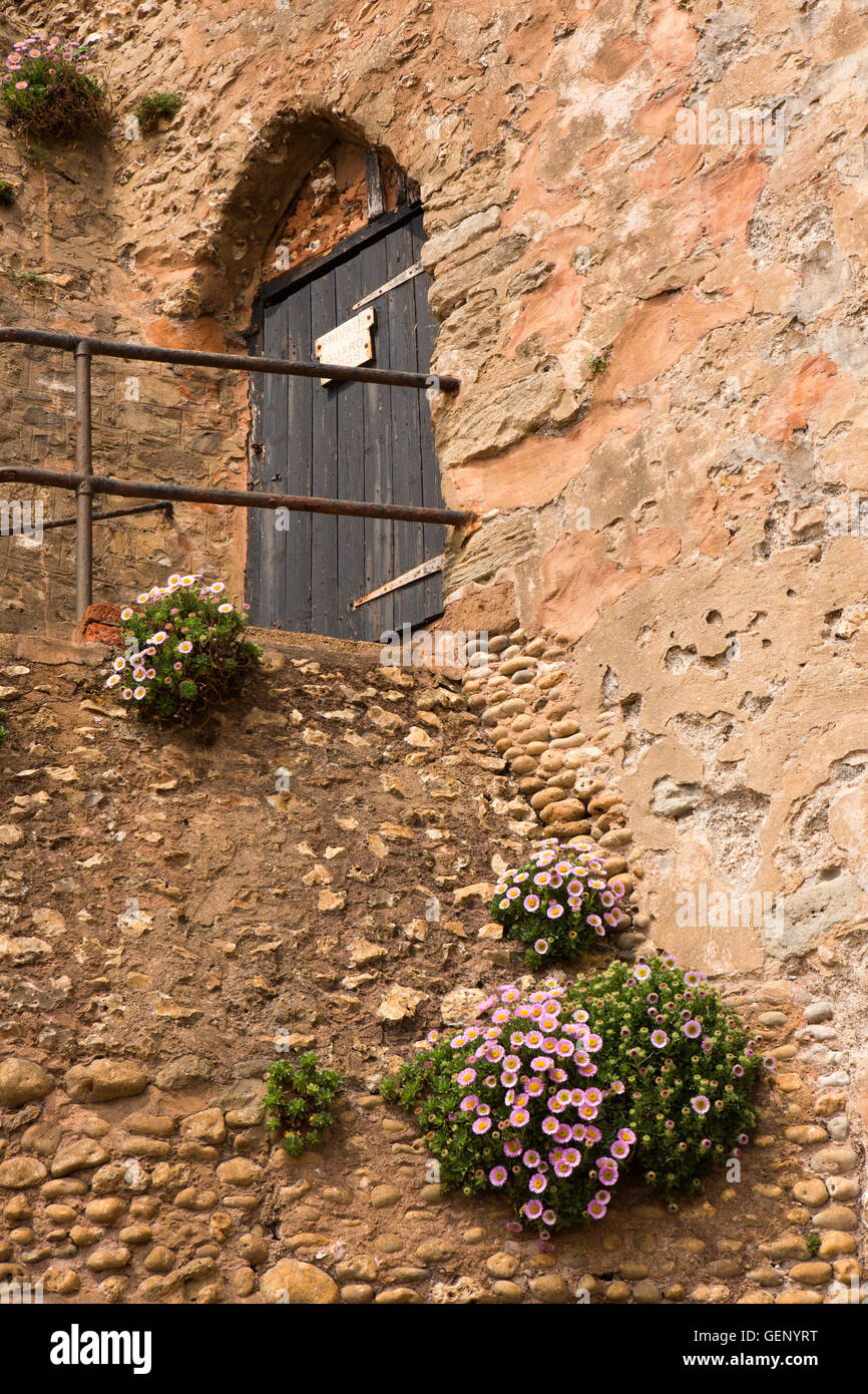 Regno Unito, Inghilterra, Devon, Sidmouth, Clifton, rosa aster fiori che crescono nel Lungomare roccioso parete Foto Stock