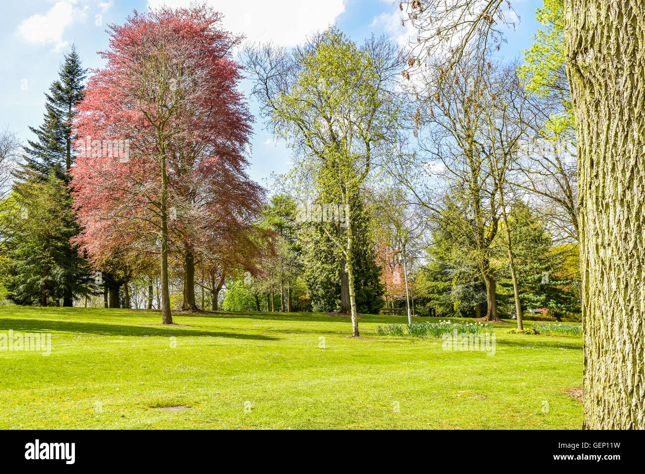 Alberi in Walsall Arboretum Park, West Midlands, Regno Unito Foto Stock