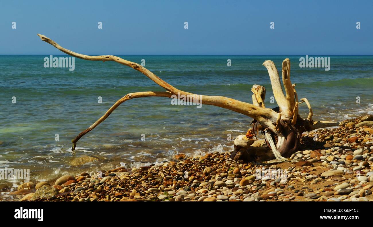 Grande ramo di albero sbiancata dal sole sulla spiaggia di ciottoli a Eraclea Minoa a Agrigento, il sud della Sicilia. Foto Stock