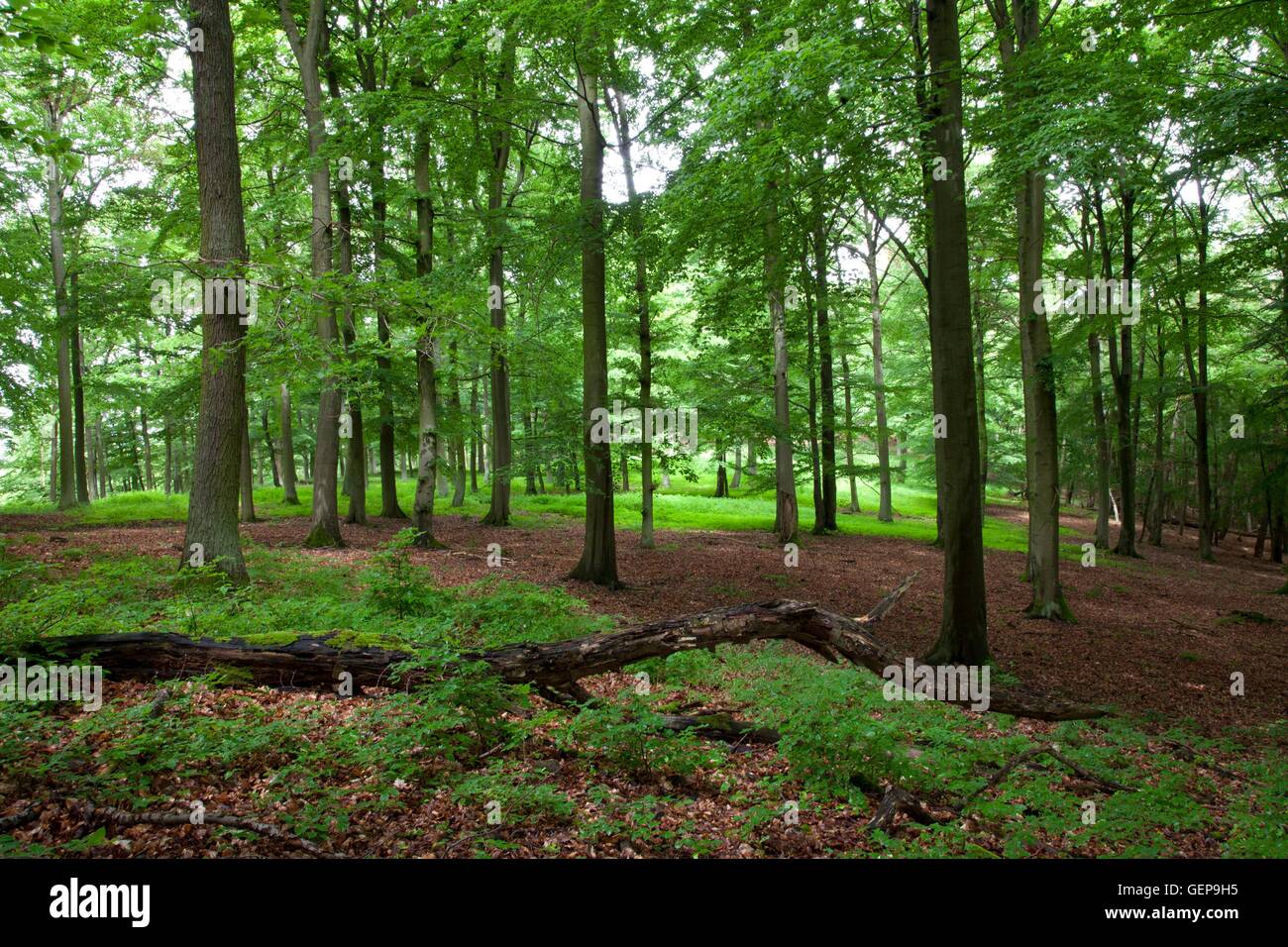 Eder Valley, Hesse Foto Stock