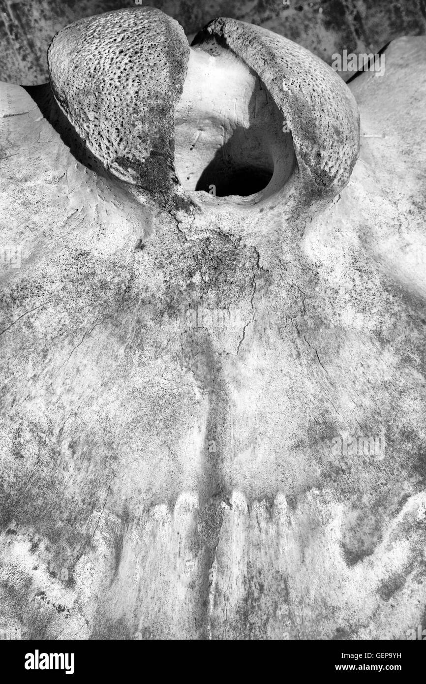 Vertebra di balena Foto Stock