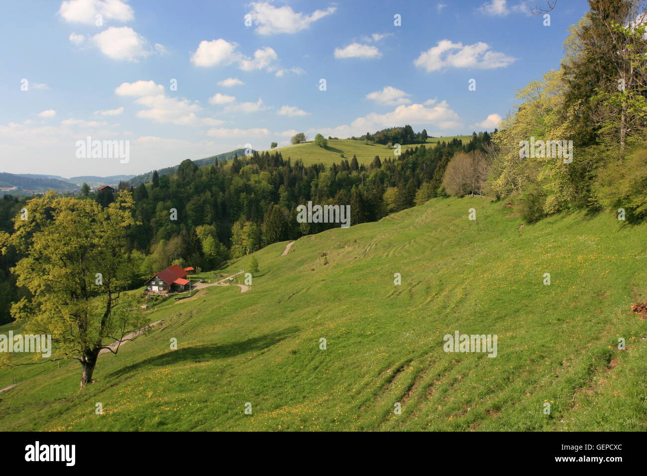 Geografia / viaggi, in Germania, in Baviera, Allgaeu, Superiore Allgaeu, pascolo alpino vicino a Oberstaufen, Foto Stock