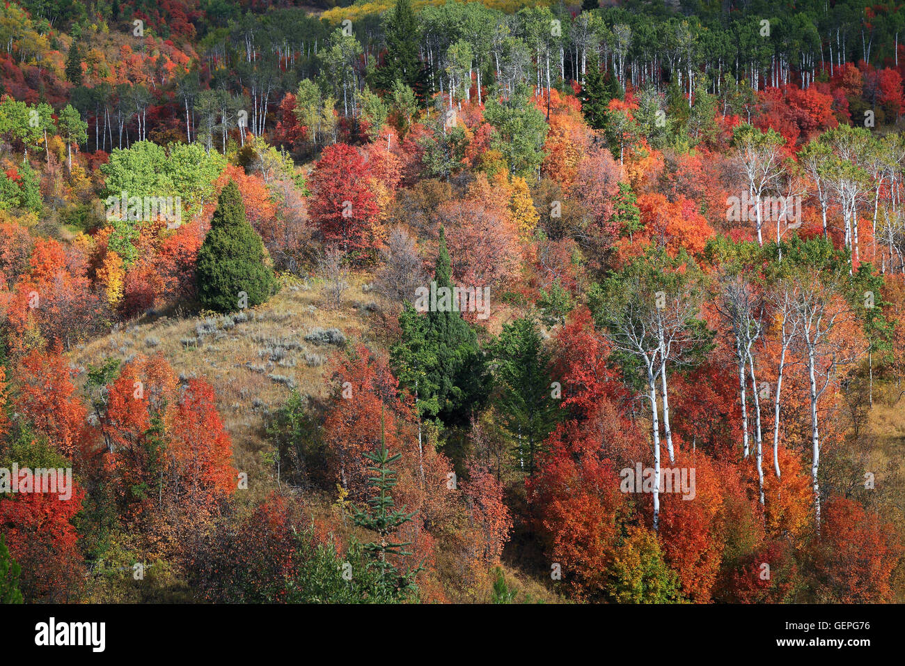 Geografia / viaggi, STATI UNITI D'AMERICA, Idaho, Swan Valley, alberi autunnali, Foto Stock