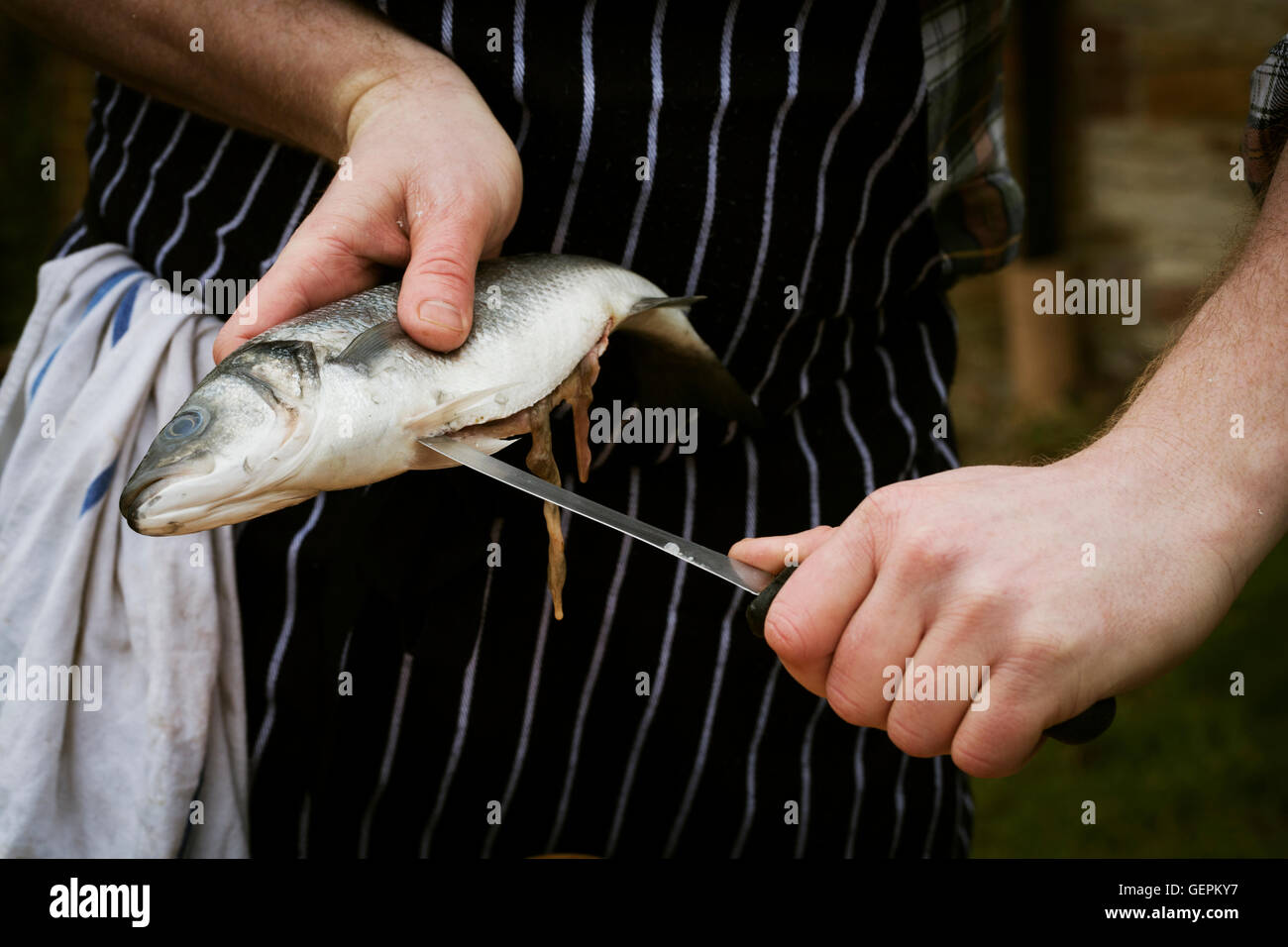 In prossimità di uno chef sfilettatura un pesce fresco. Foto Stock