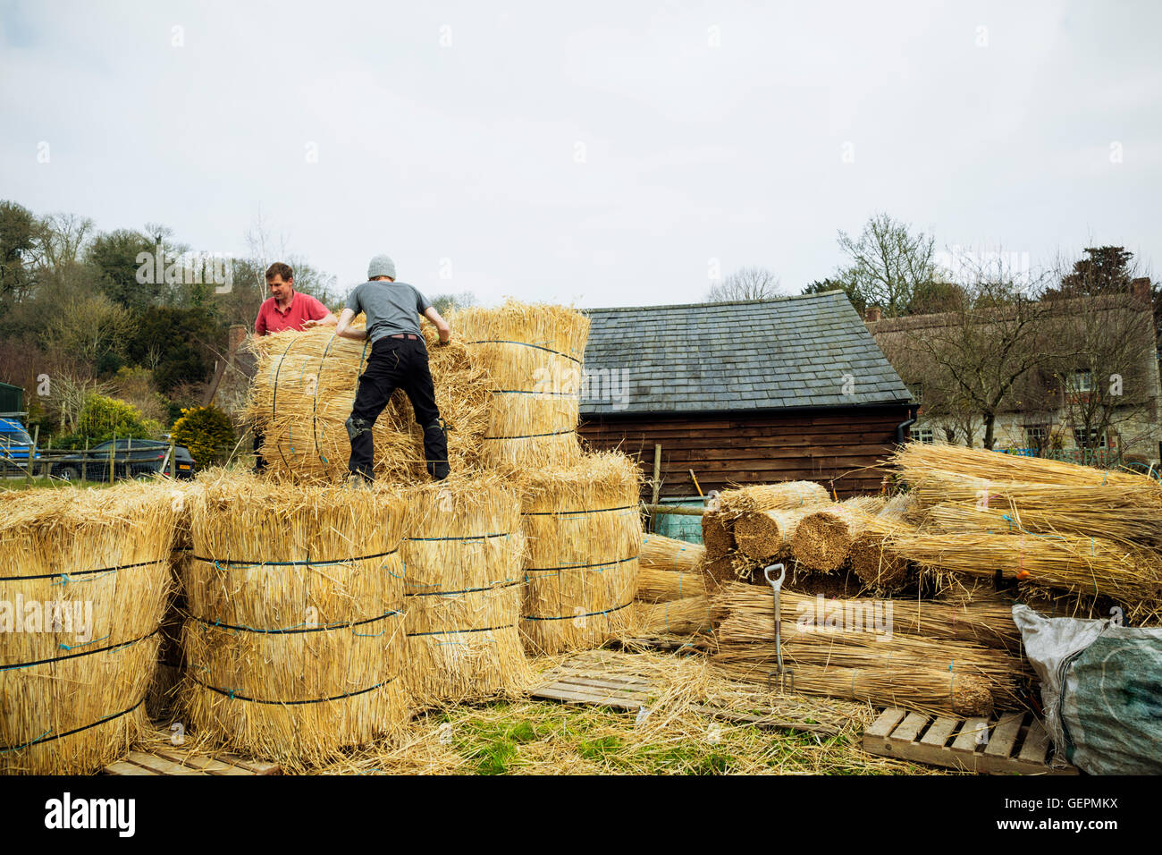 Due thatchers spostando fasci di paglia per lattoneria un tetto. Foto Stock