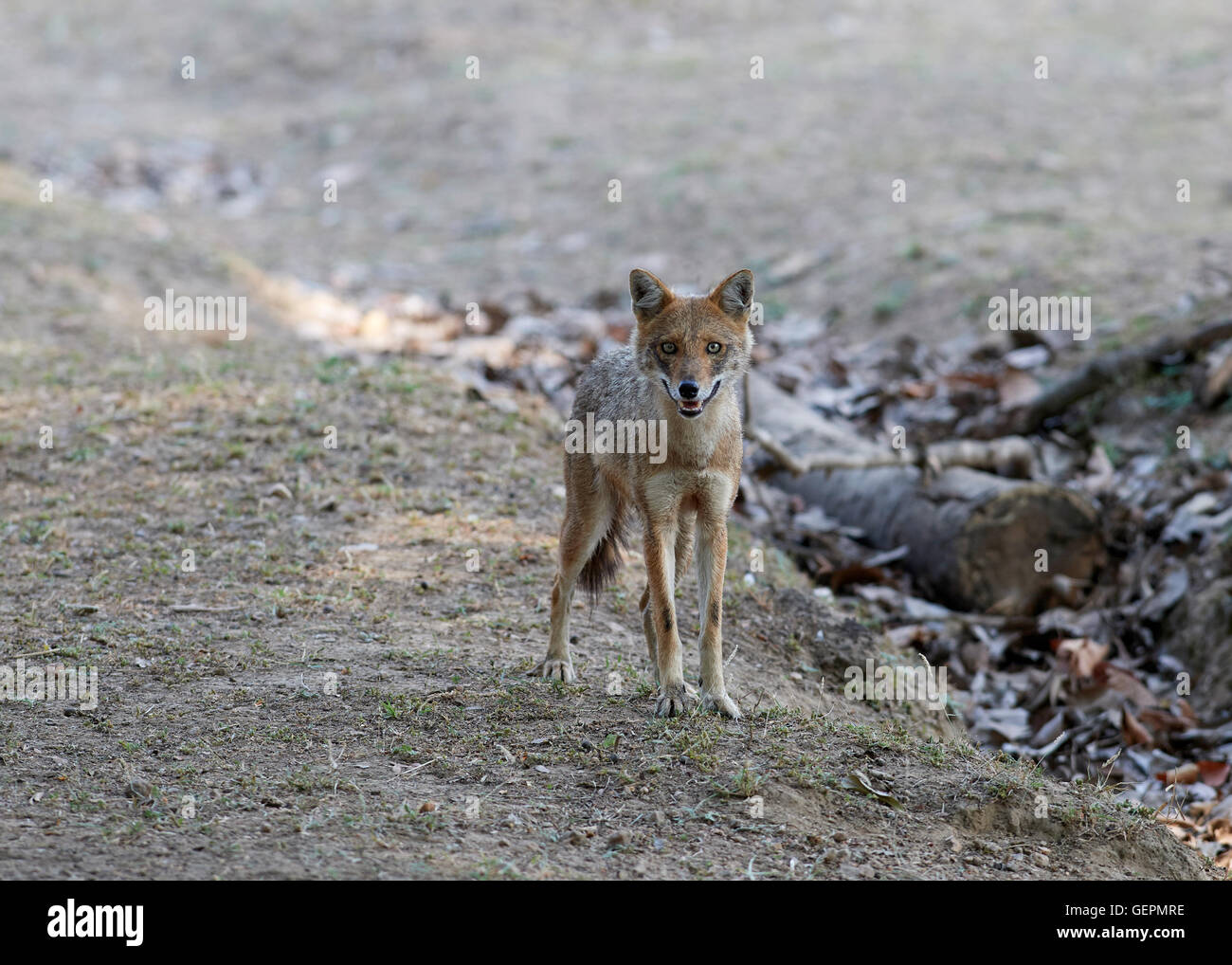 Jackal indiano (Canis aureus indicus) Foto Stock