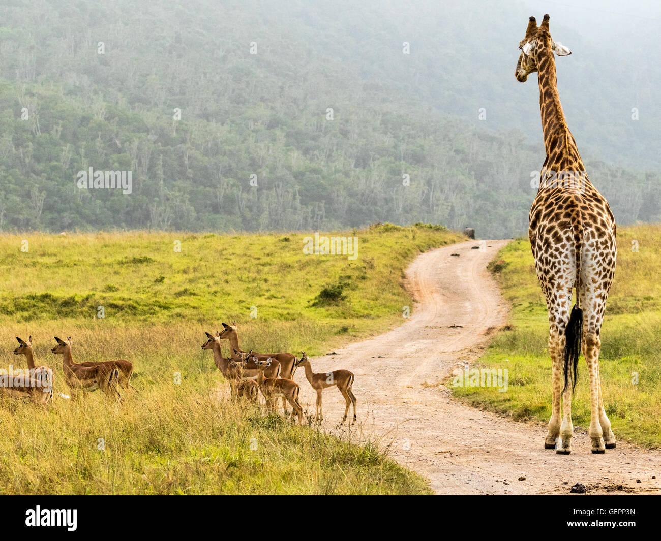 Il sudafricano giraffe (giraffa camelopardalis) agendo come guardiano del traffico Foto Stock