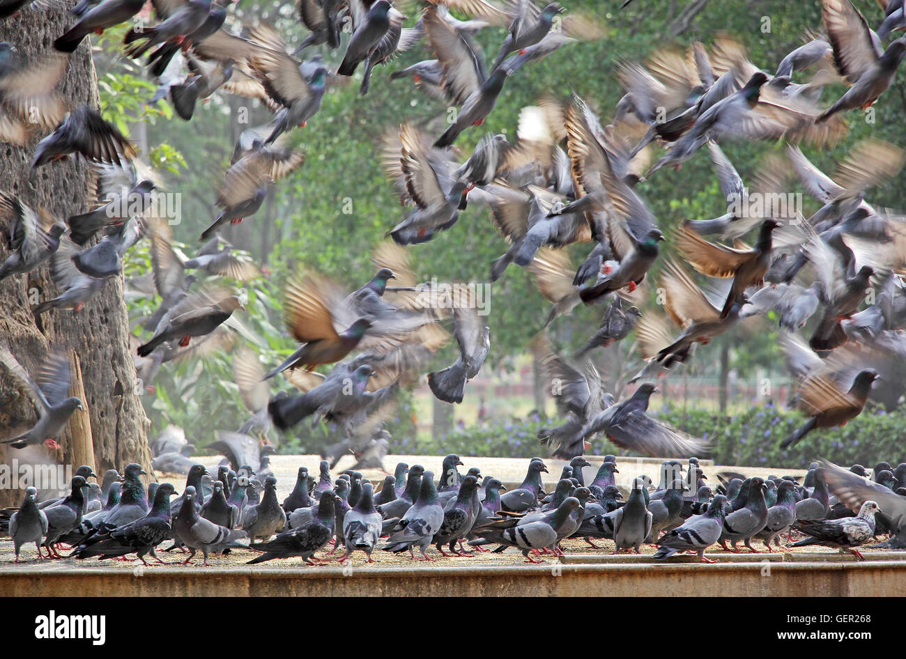 Stormo di piccioni battenti in frenesia mentre un altro gregge in piedi nella confusione Foto Stock